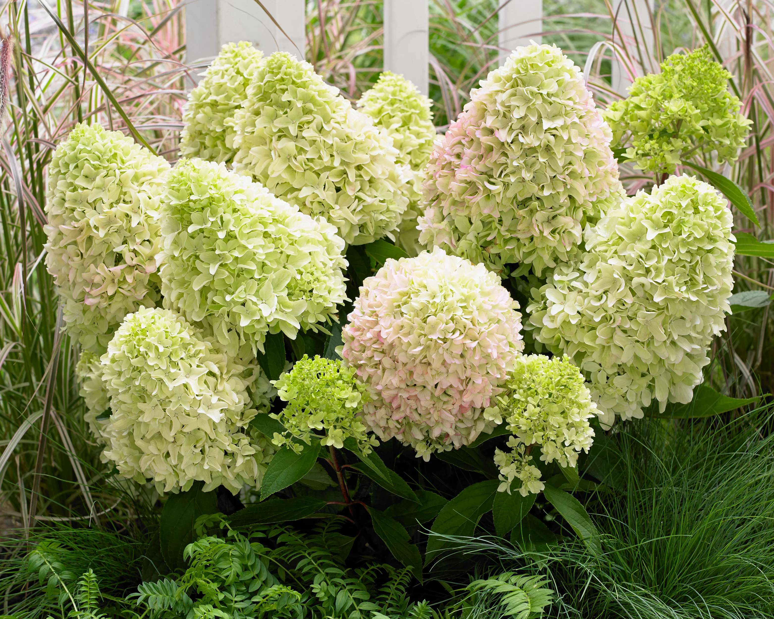 Hydrangea 'Little Fresco' - Image 6