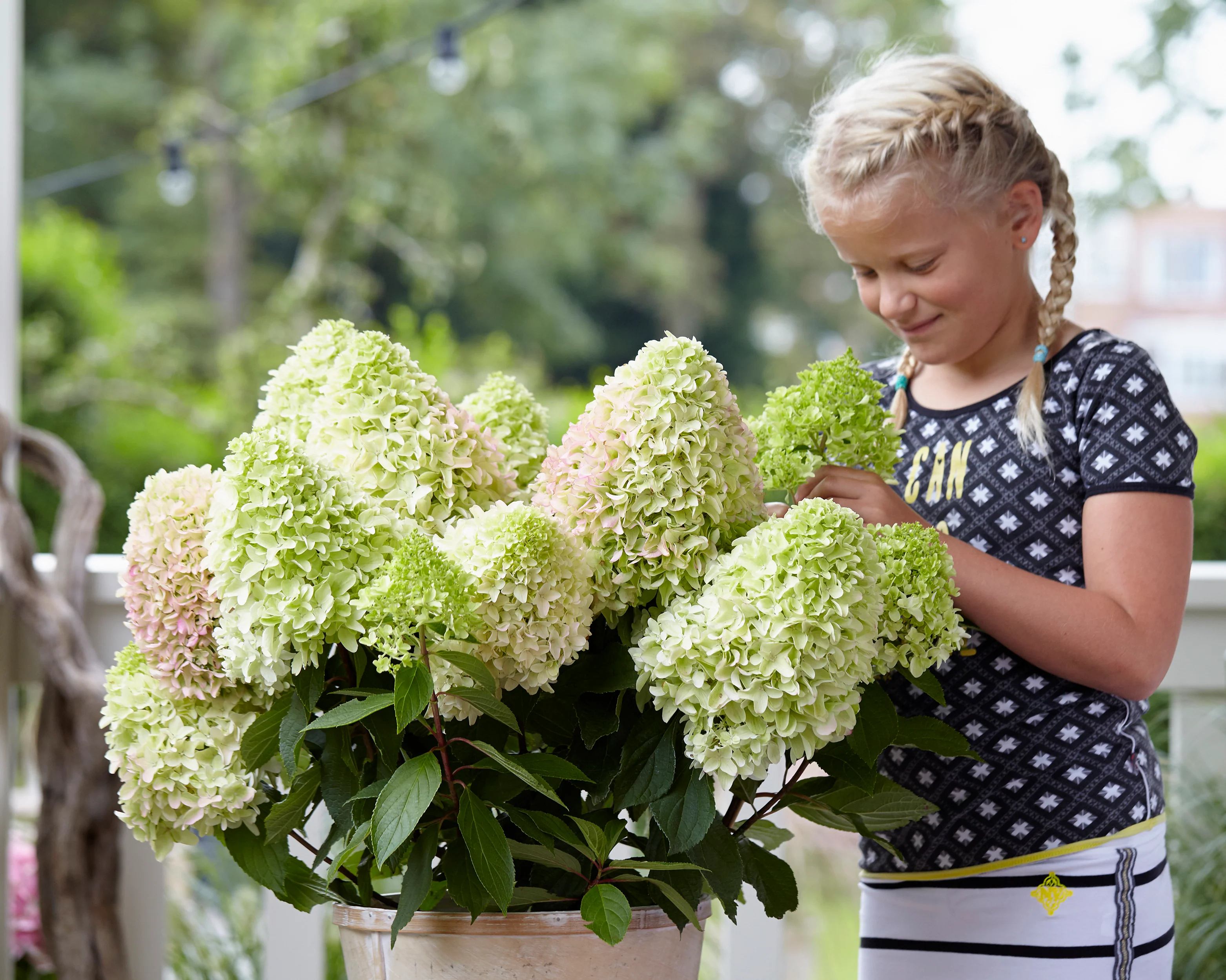 Hydrangea 'Little Fresco' - Image 8