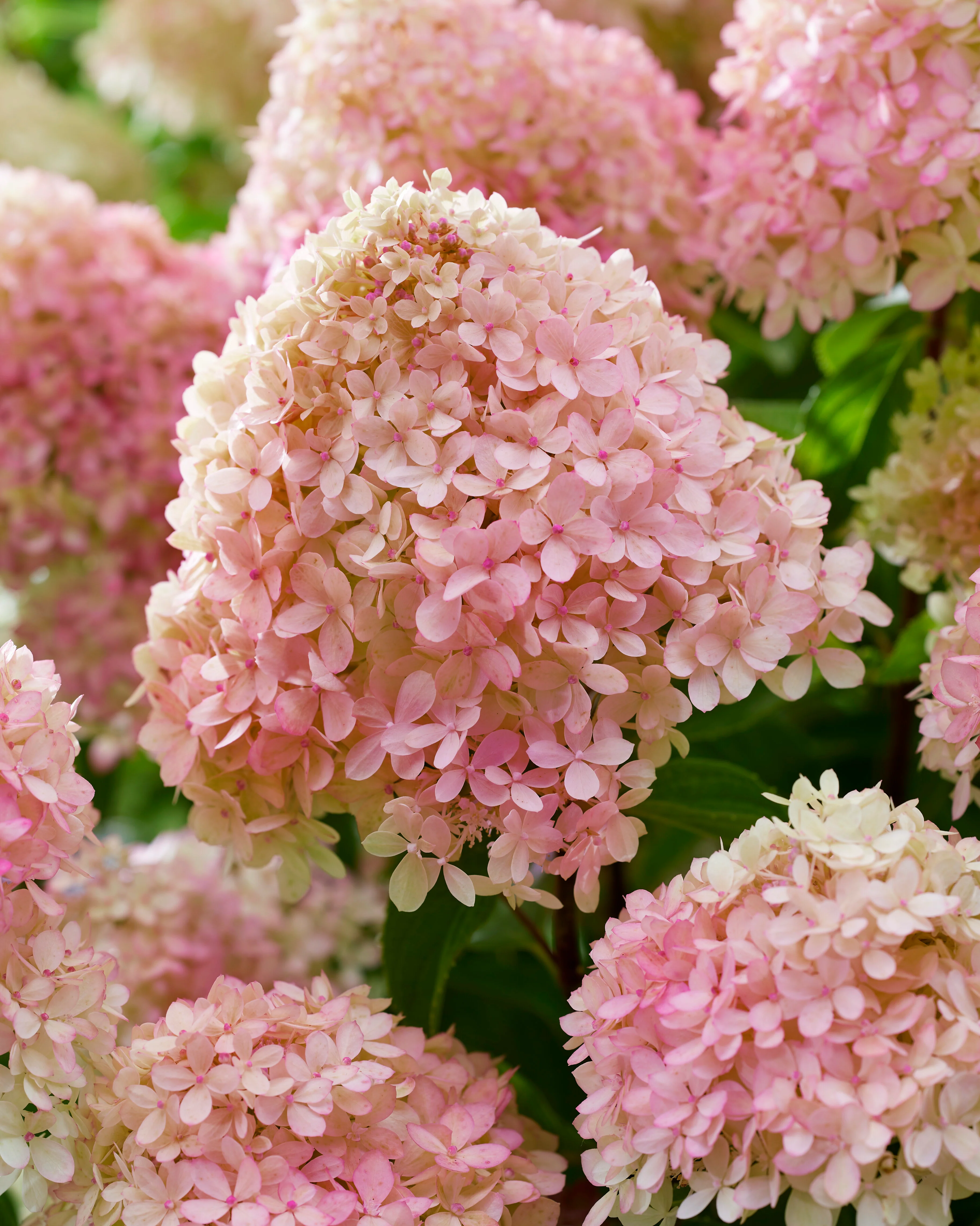 Hydrangea 'Little Love' - Image 10