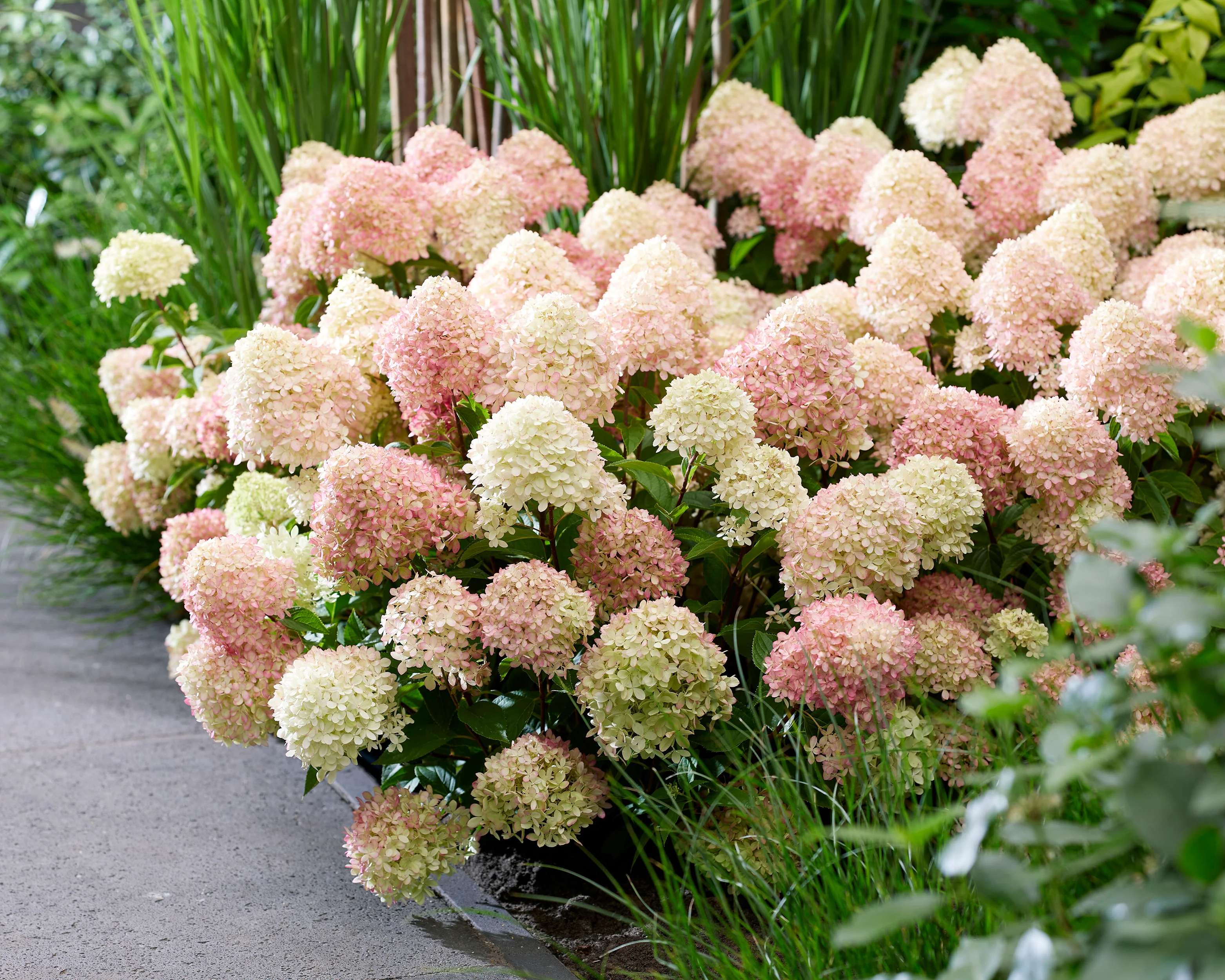 Hydrangea 'Little Love' - Image 6