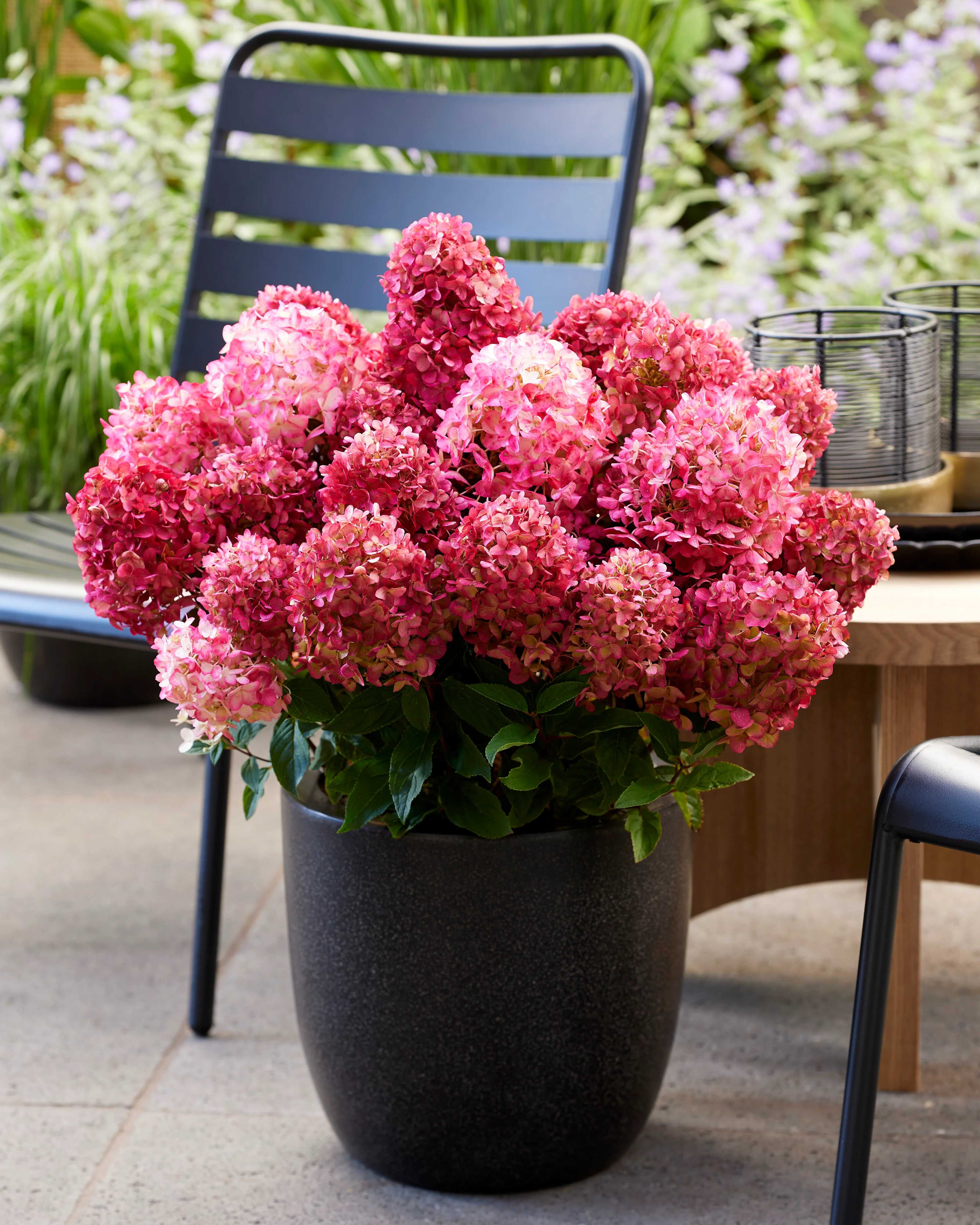 Hydrangea 'Little Rosy' - Image 3