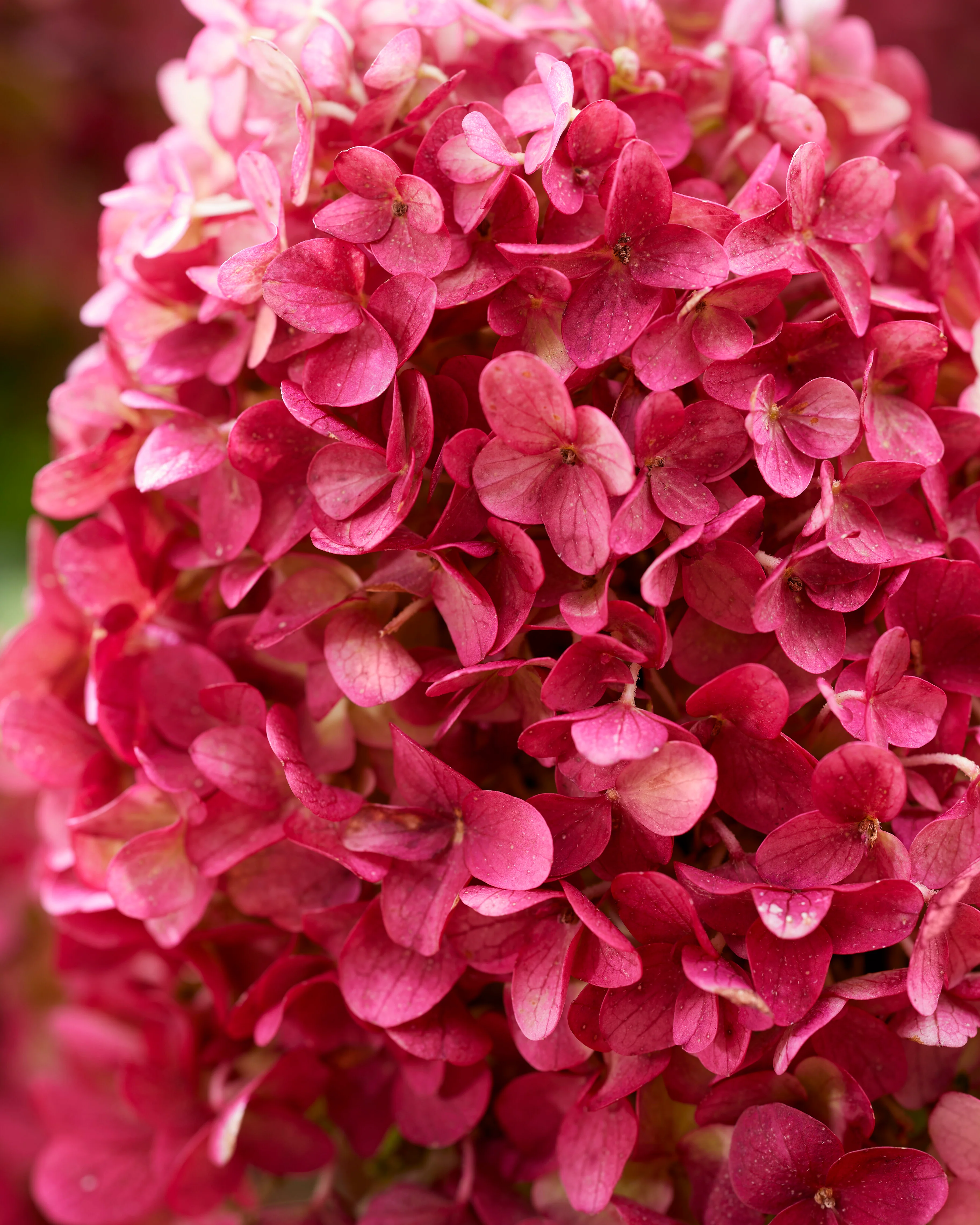 Hydrangea 'Little Rosy' - Image 5