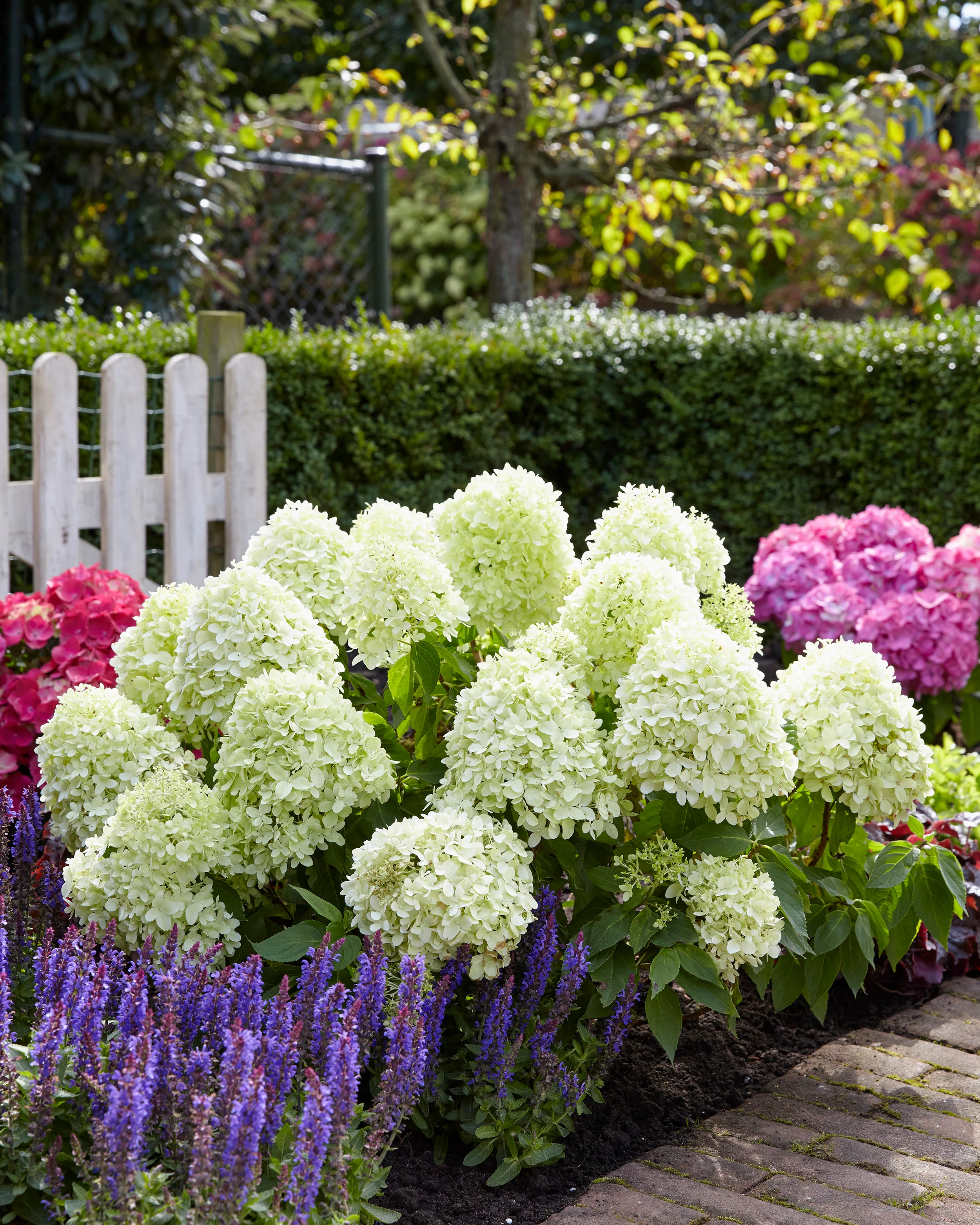 Hydrangea 'Little Spooky' - Image 10
