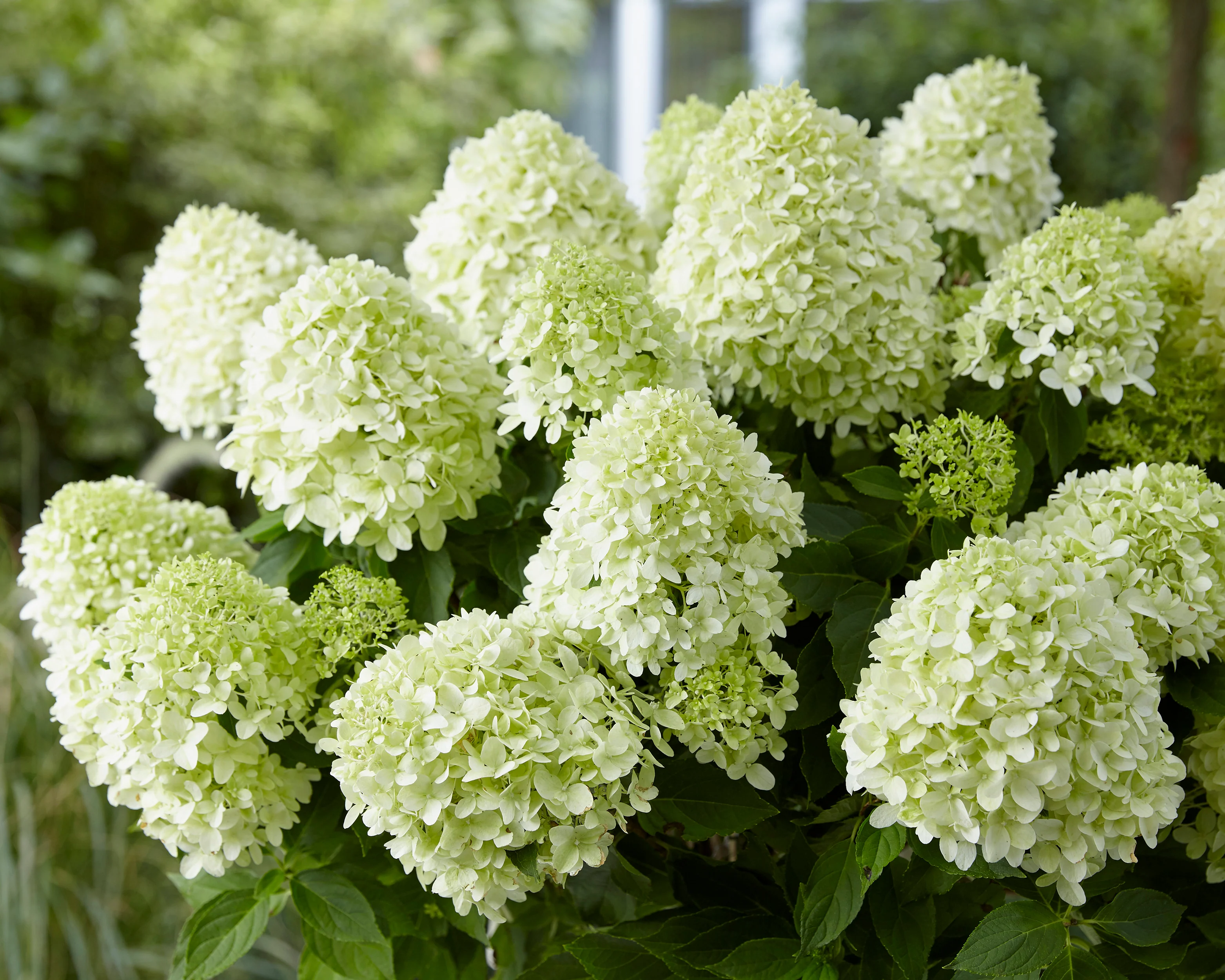 Hydrangea 'Little Spooky' - Image 11