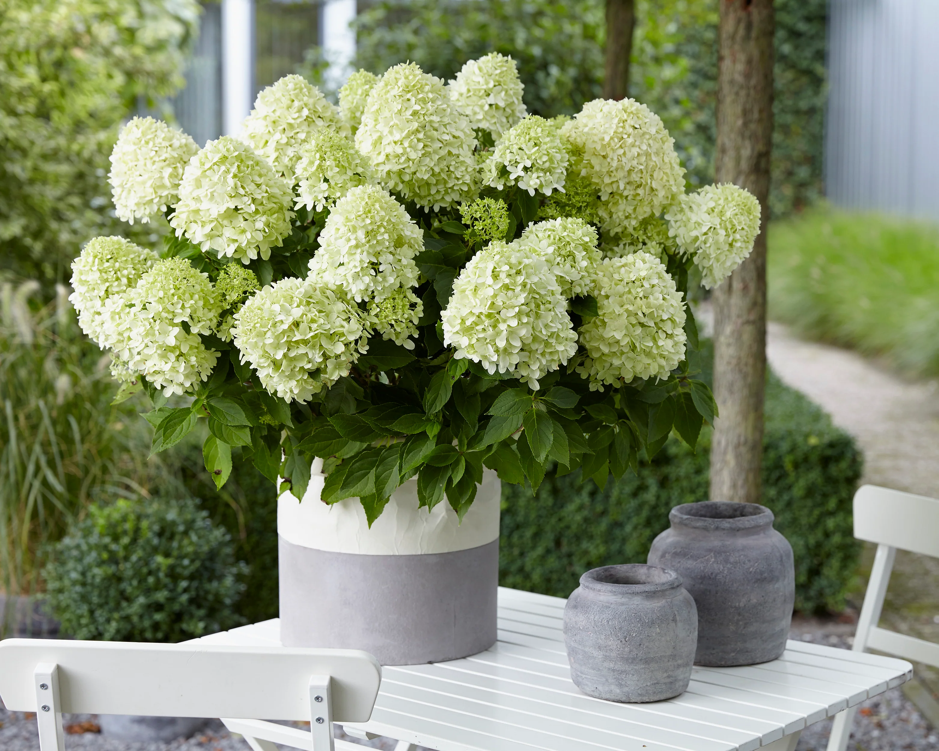 Hydrangea 'Little Spooky' - Image 12