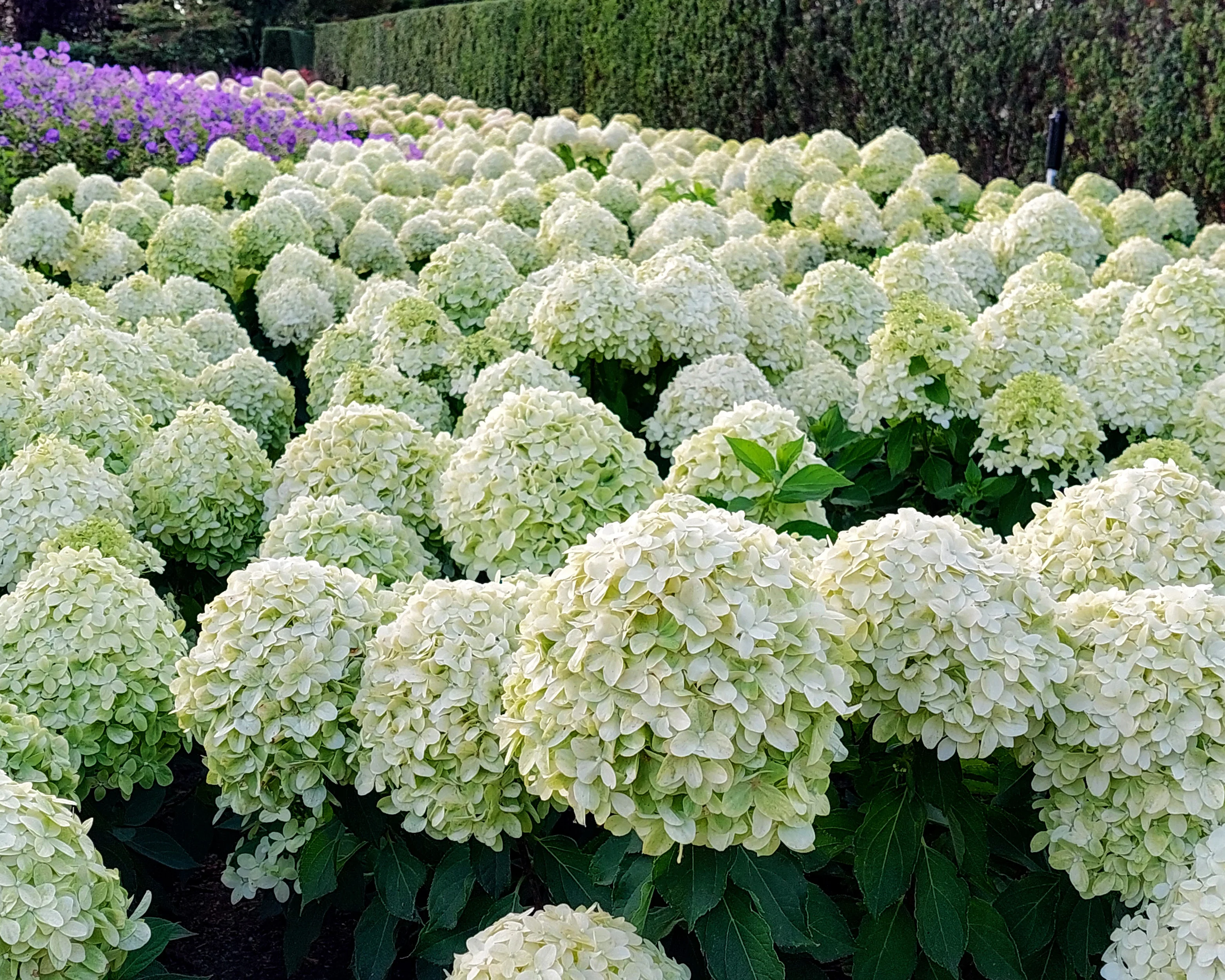 Hydrangea 'Little Spooky' - Image 14