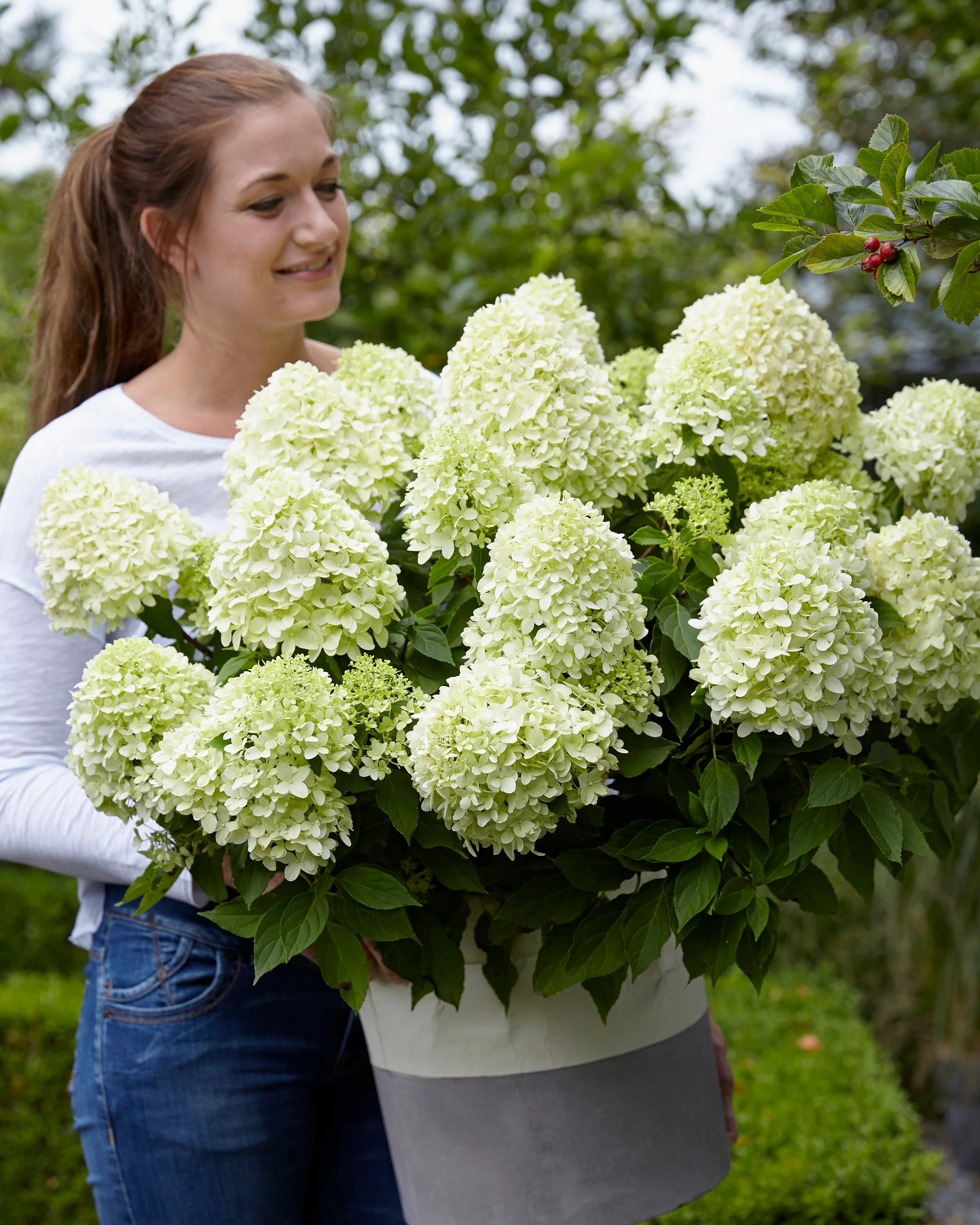 Hydrangea 'Little Spooky' - Image 4