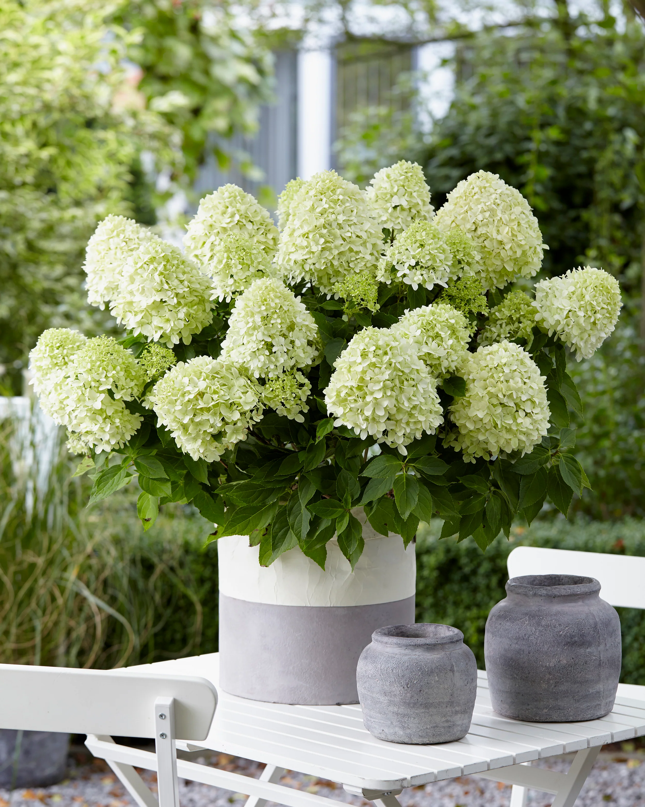 Hydrangea 'Little Spooky' - Image 7
