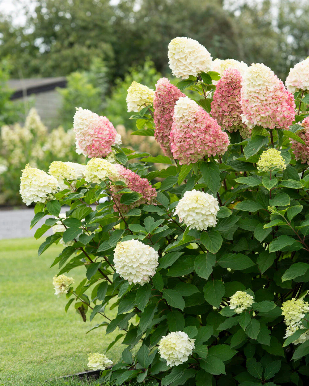 Hydrangea 'Living Colourful Cocktail' - Image 2