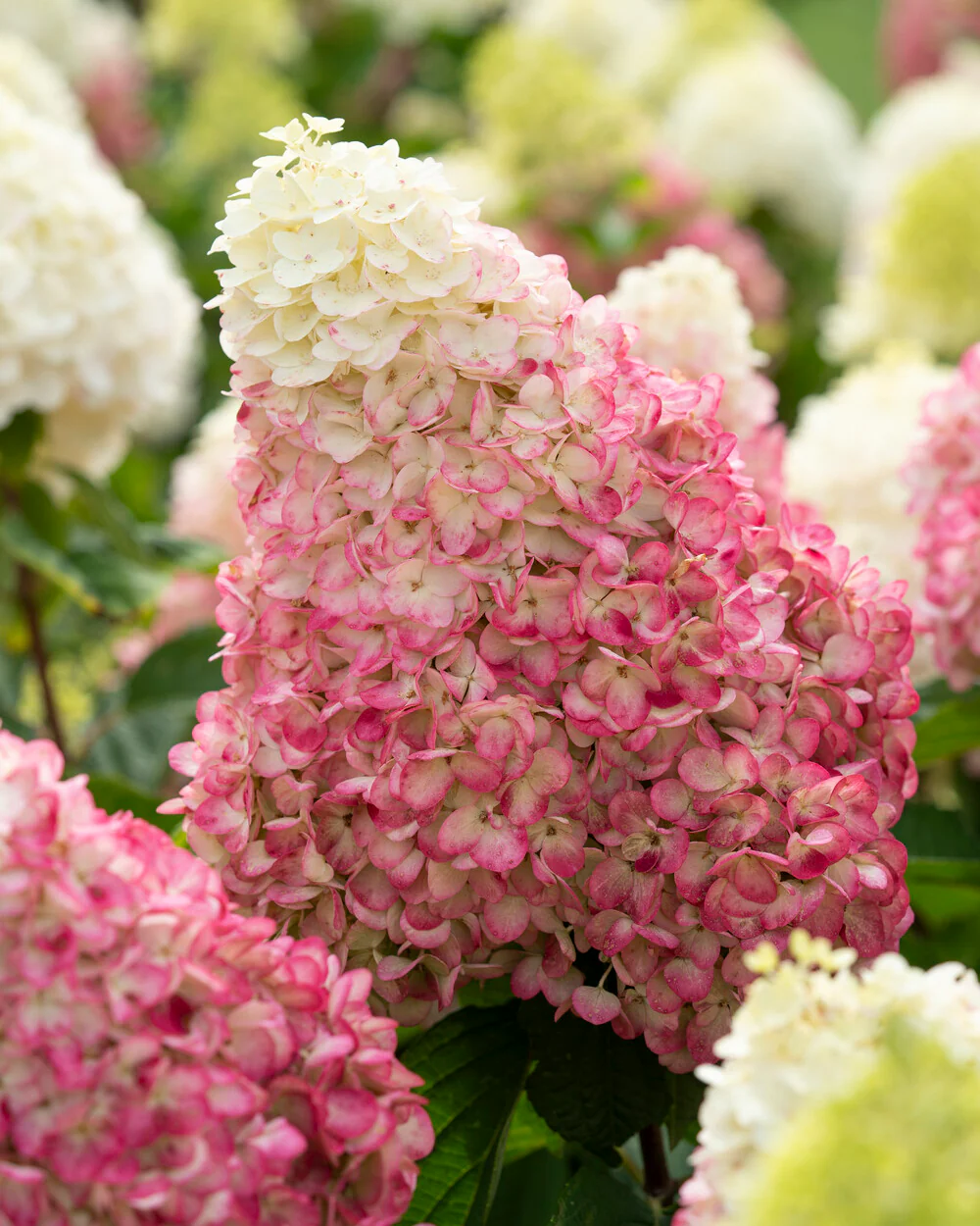 Hydrangea 'Living Colourful Cocktail' - Image 3