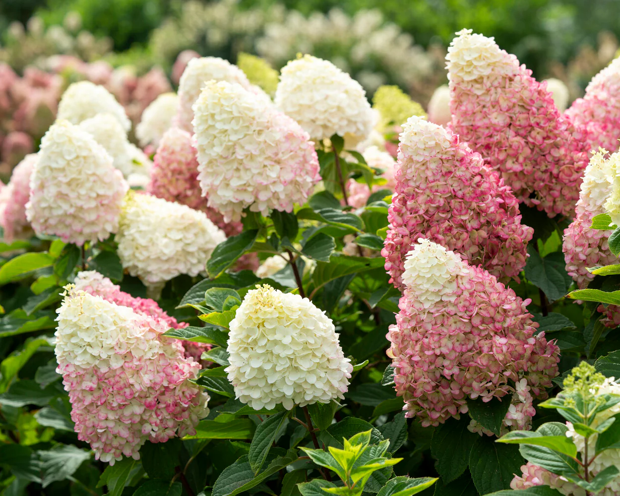 Hydrangea 'Living Colourful Cocktail' - Image 4