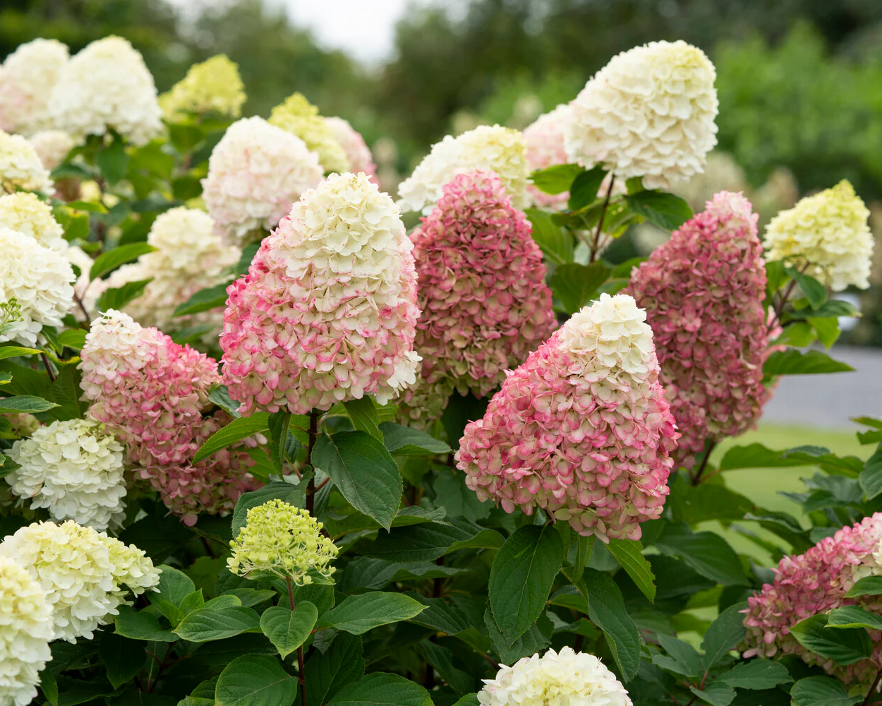 Hydrangea 'Living Colourful Cocktail' - Image 6