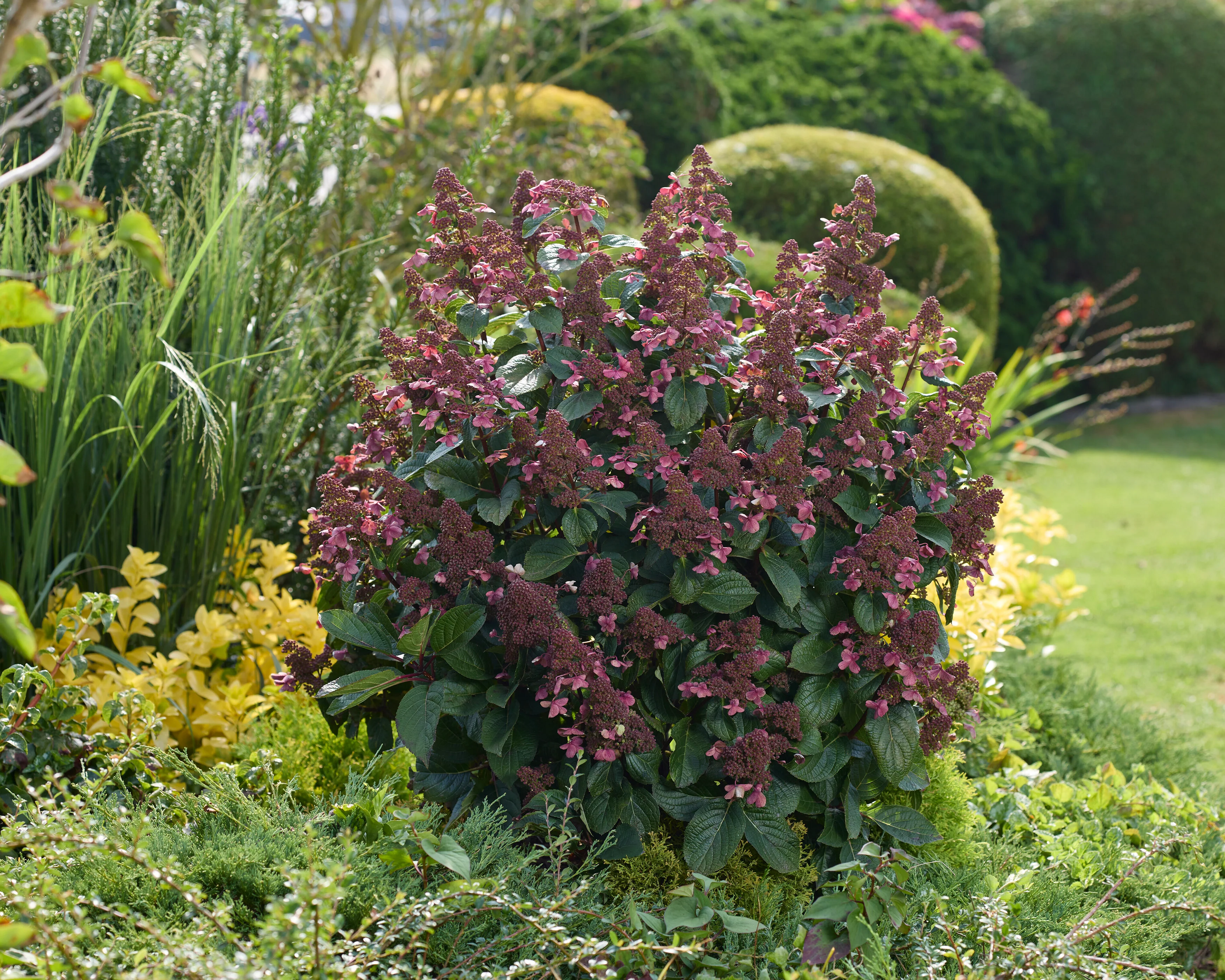 Hydrangea 'Living Infinity' - Image 3