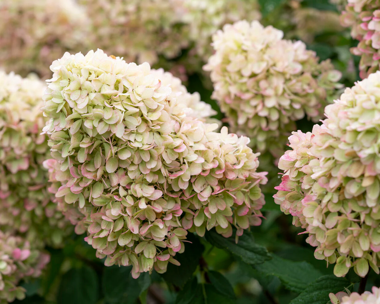 Hydrangea 'Mojito' - Image 2
