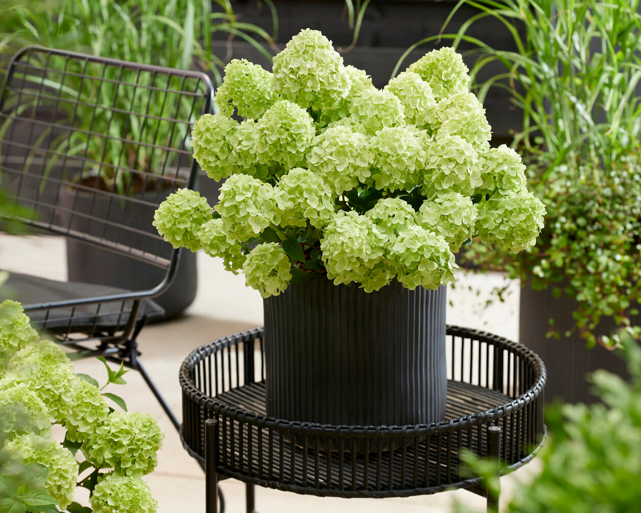 Hydrangea 'Petite Cherry' - Image 2