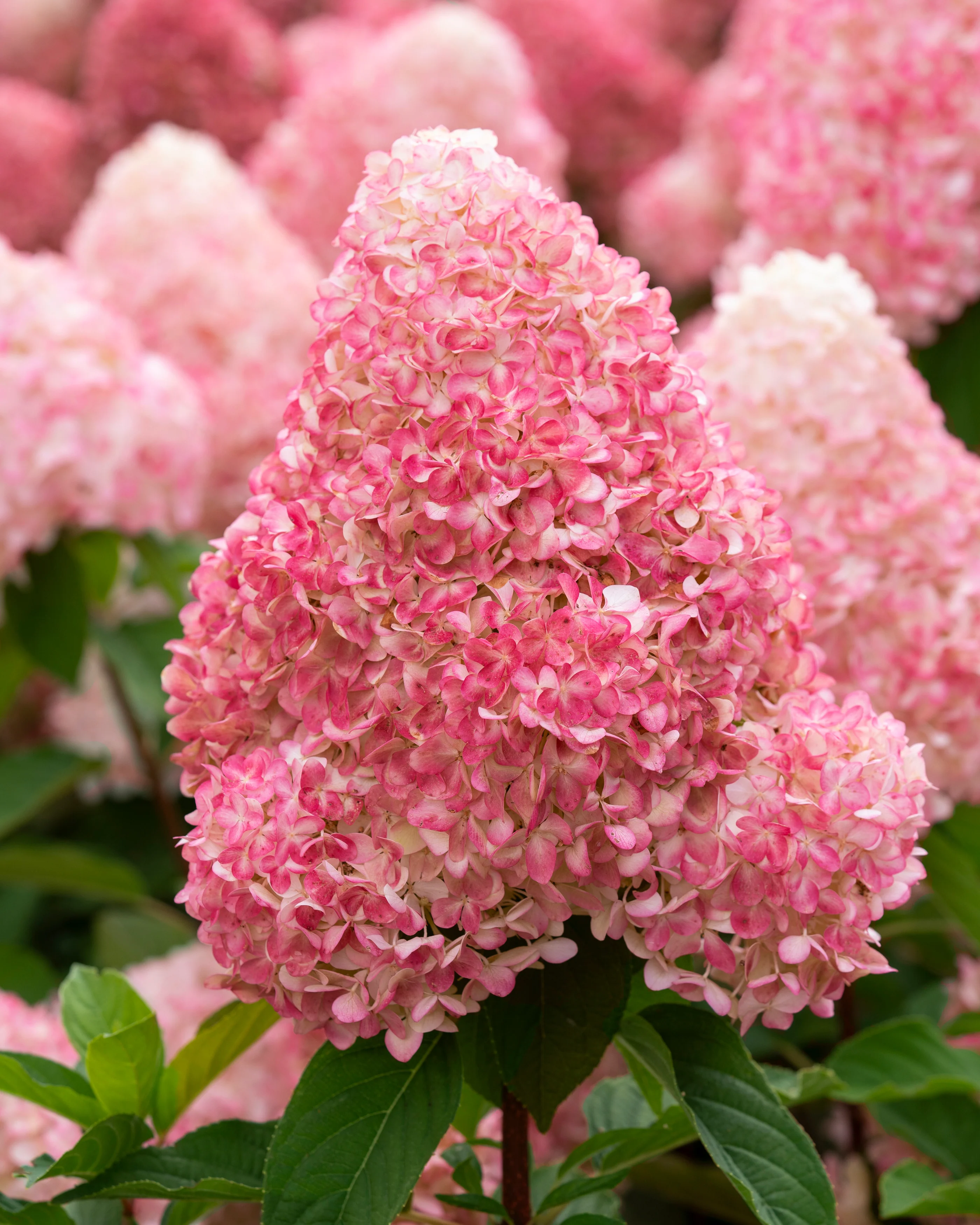 Hydrangea 'Living Pink & Rose' - Image 2