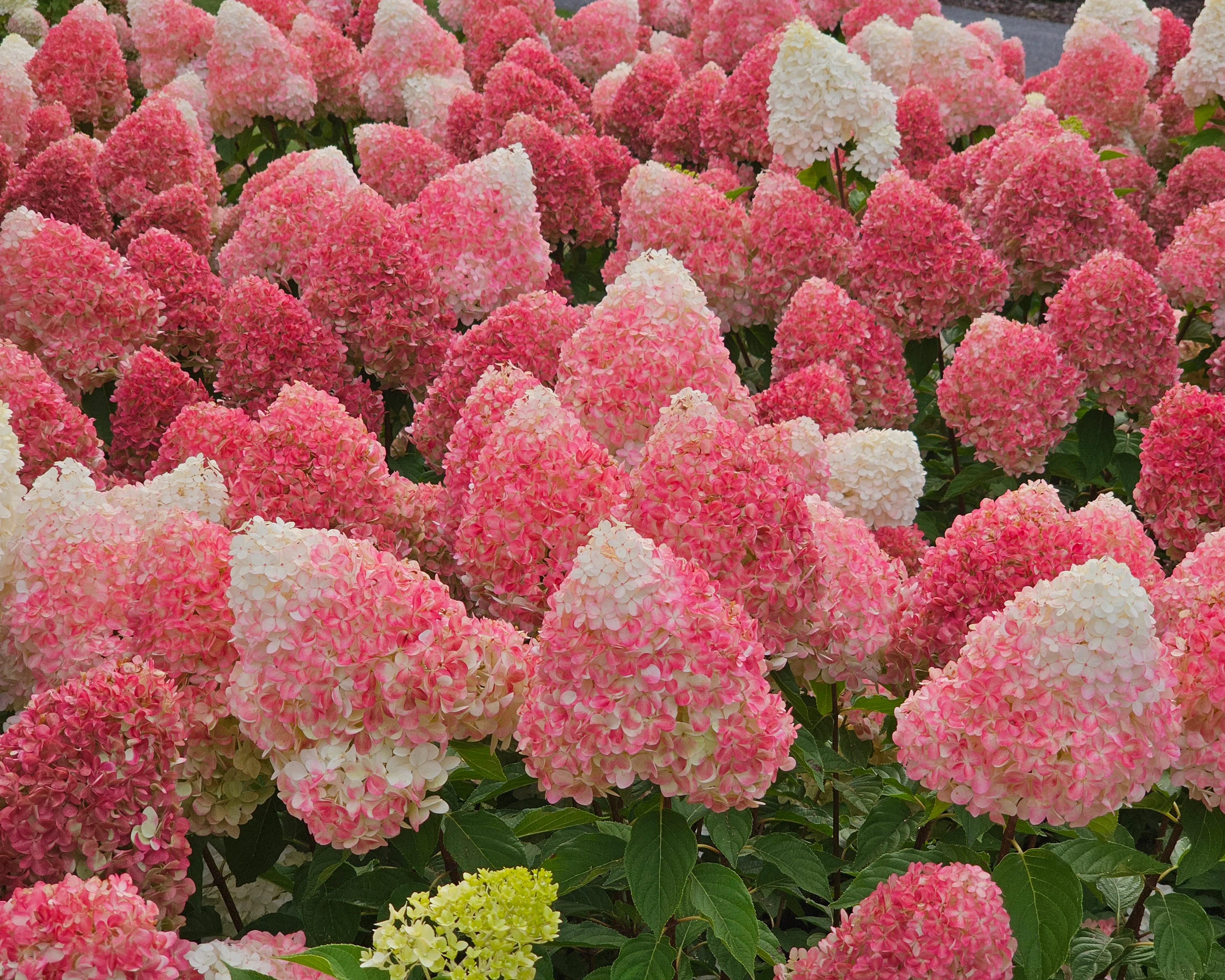 Hydrangea 'Living Pink & Rose' - Image 3