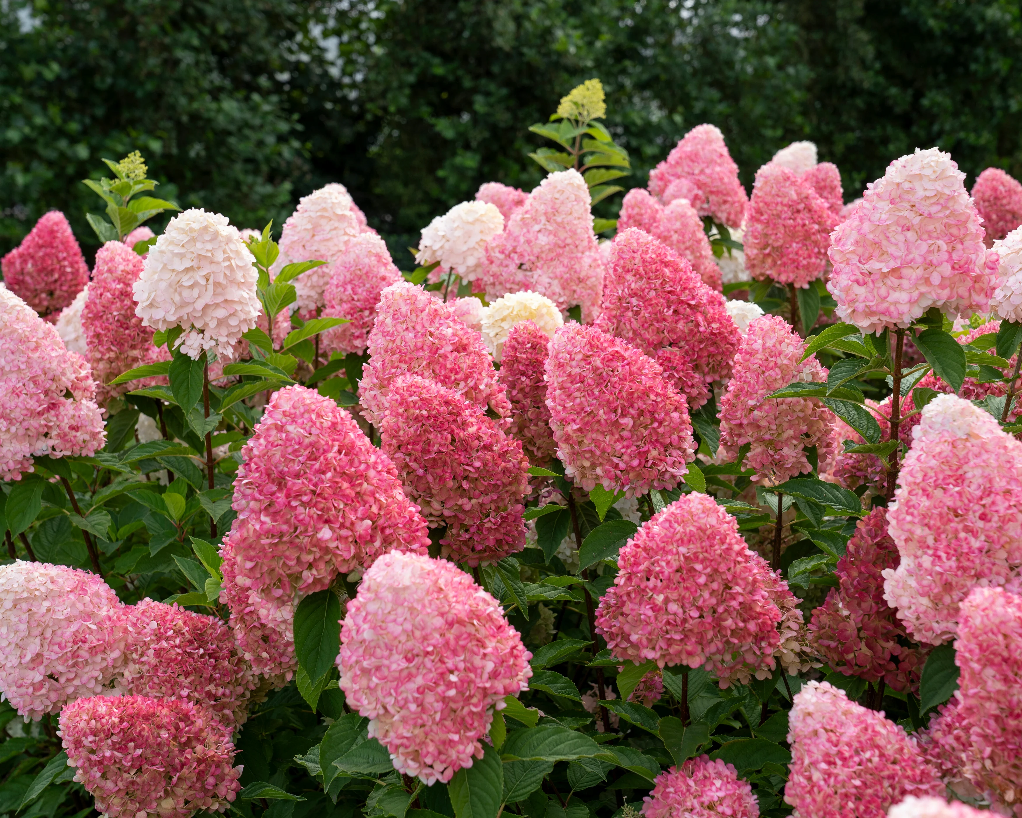 Hydrangea 'Living Pink & Rose' - Image 4