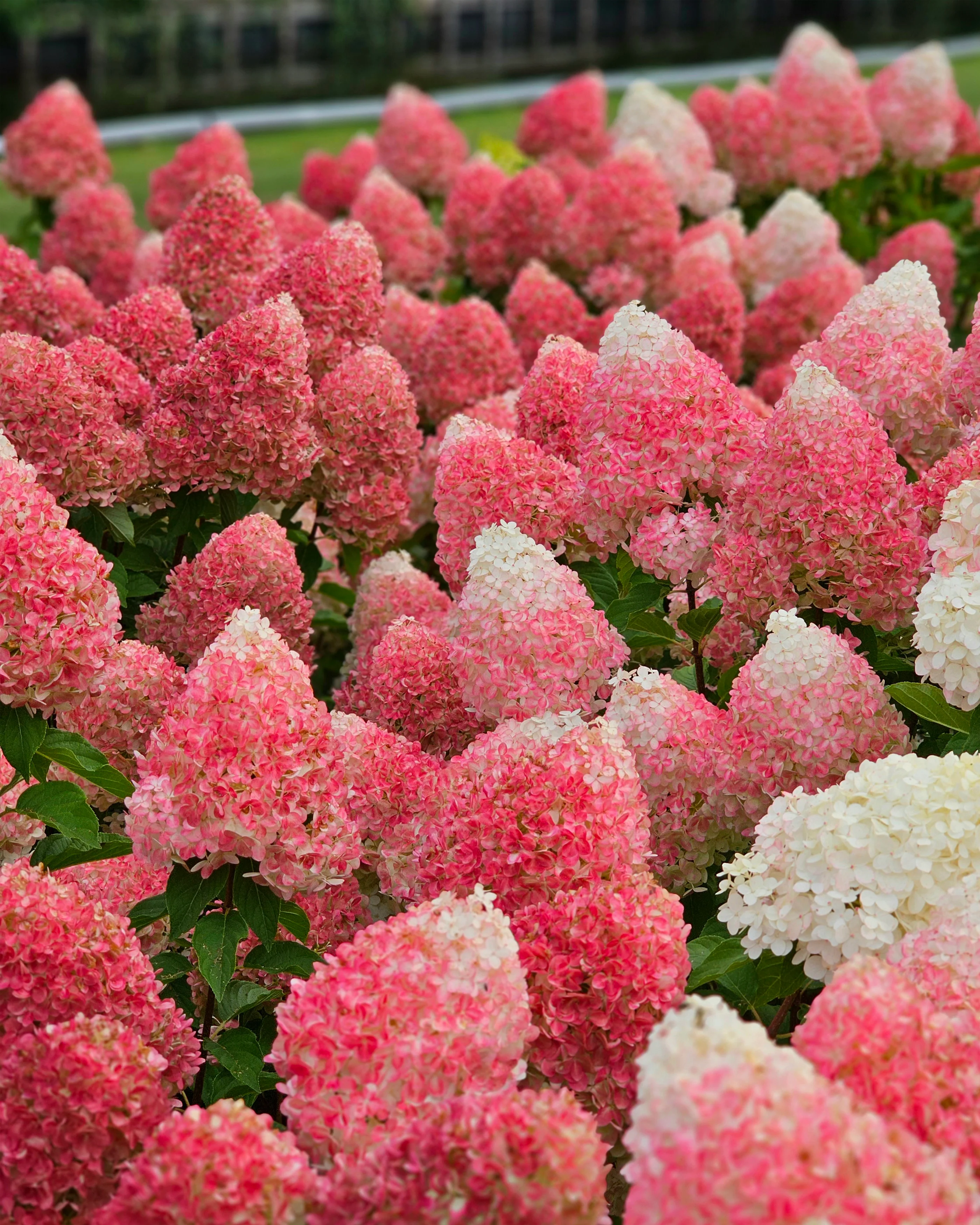 Hydrangea 'Living Pink & Rose' - Image 5