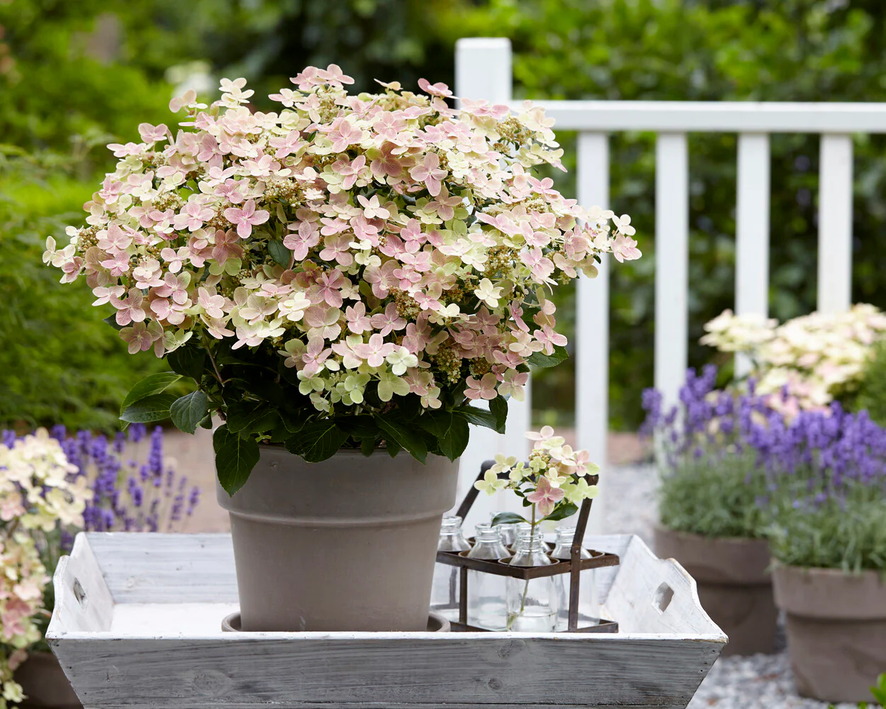 Hydrangea 'Polestar' - Image 3
