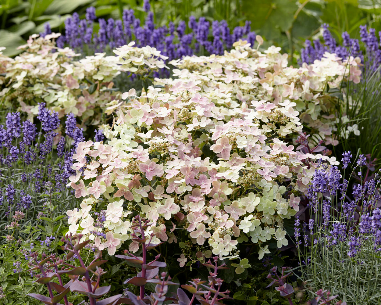 Hydrangea 'Polestar' - Image 6