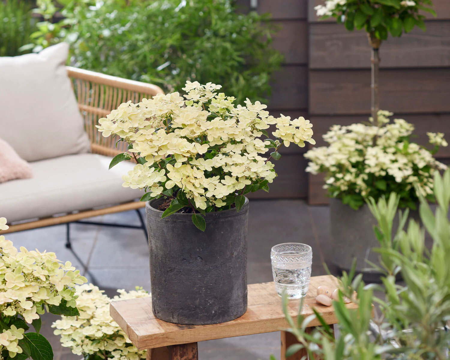 Hydrangea 'Polestar' - Image 7