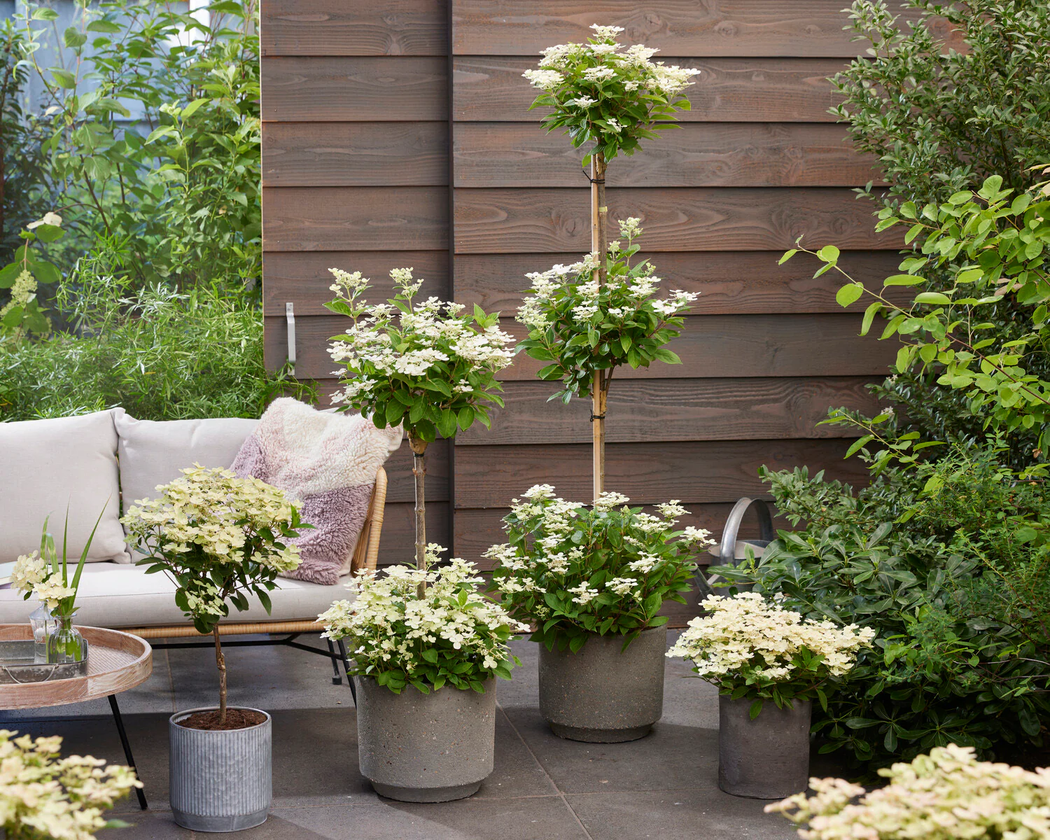 Hydrangea 'Polestar' - Image 8