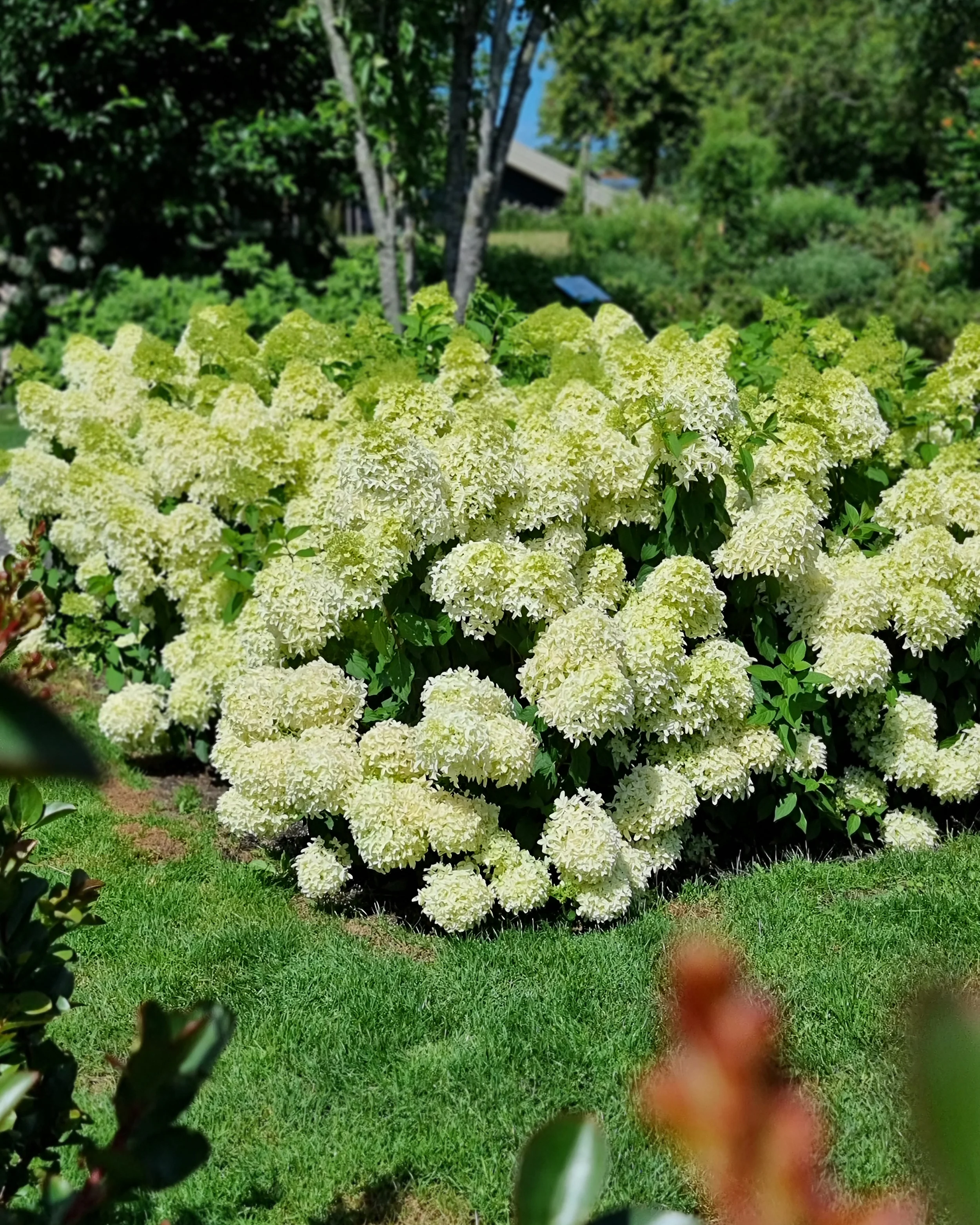 Hydrangea 'Skyfall' - Image 10