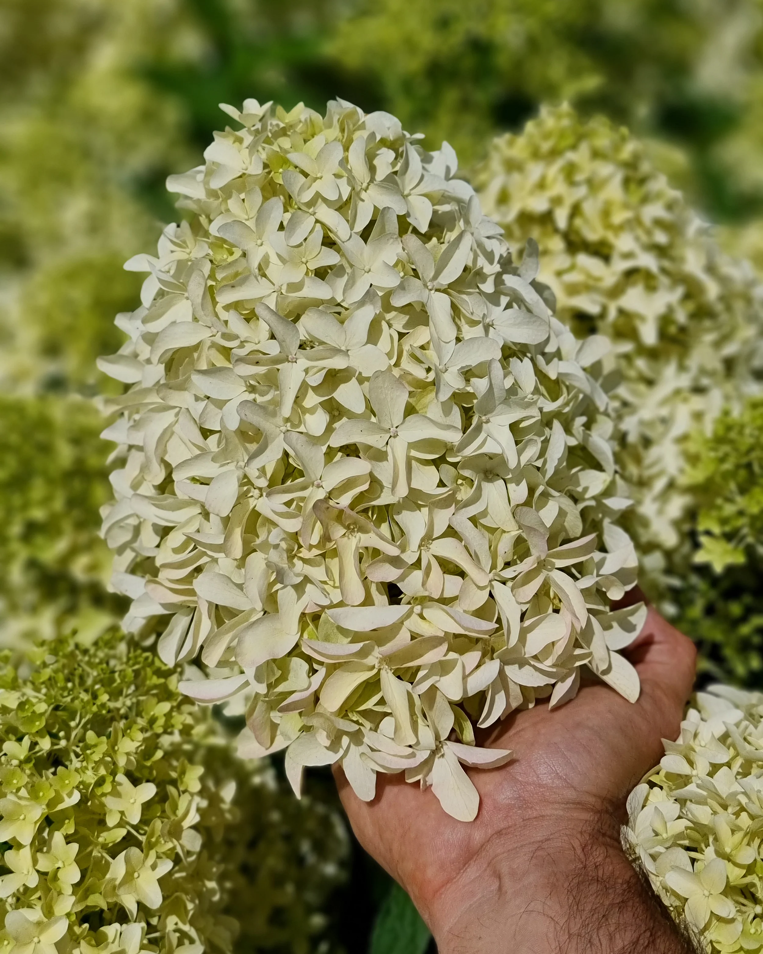 Hydrangea 'Skyfall' - Image 15
