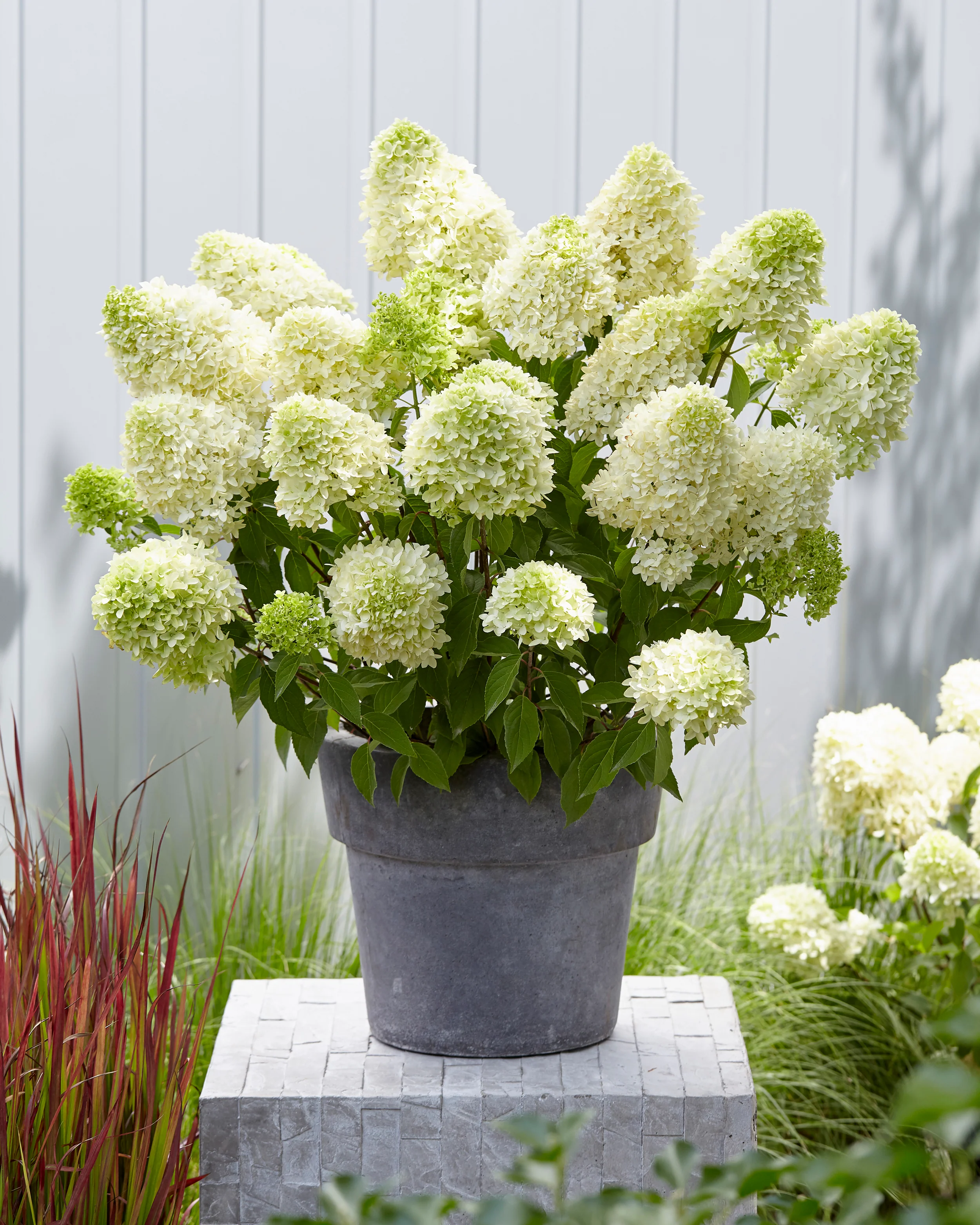 Hydrangea 'Skyfall' - Image 17
