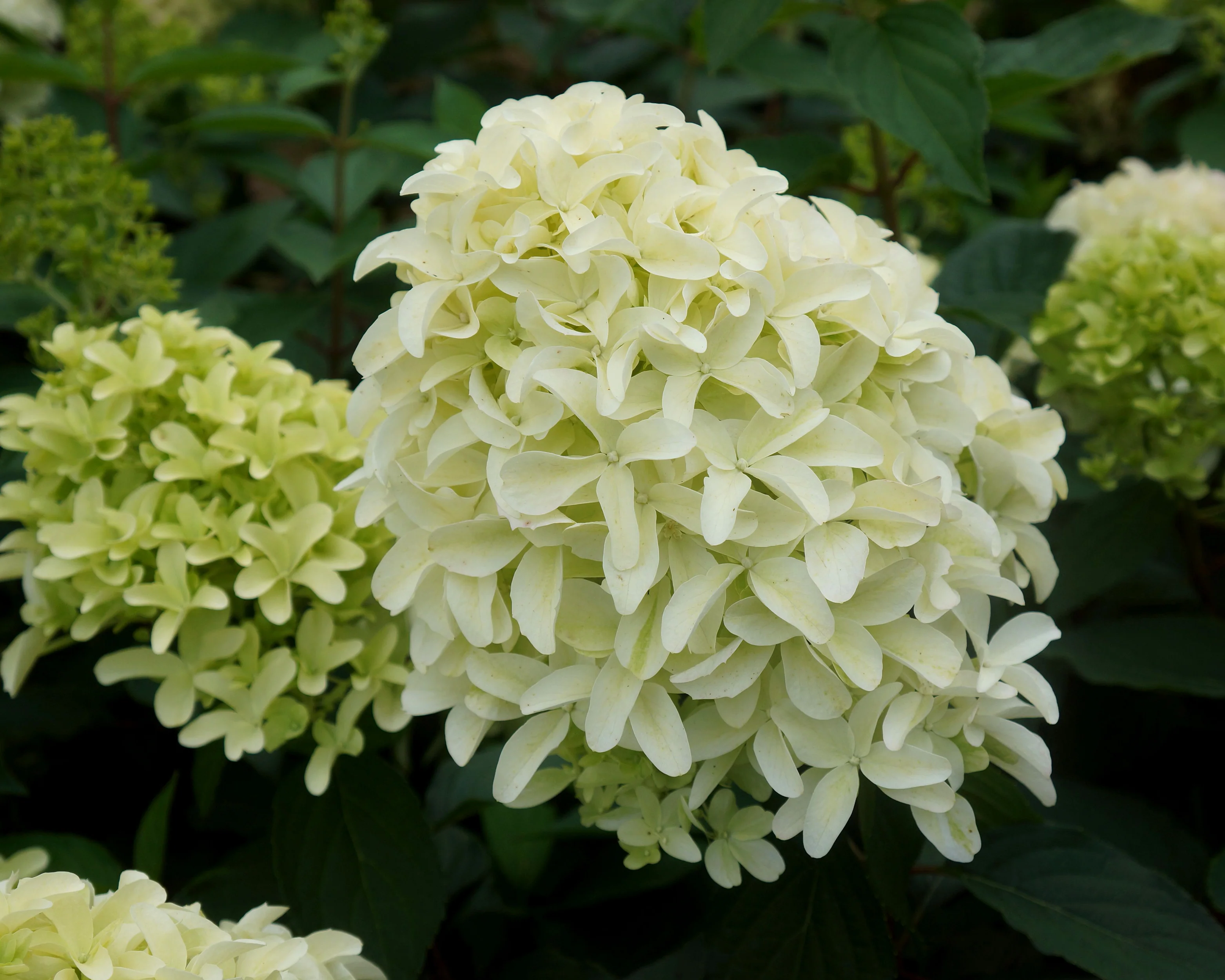 Hydrangea 'Skyfall' - Image 5