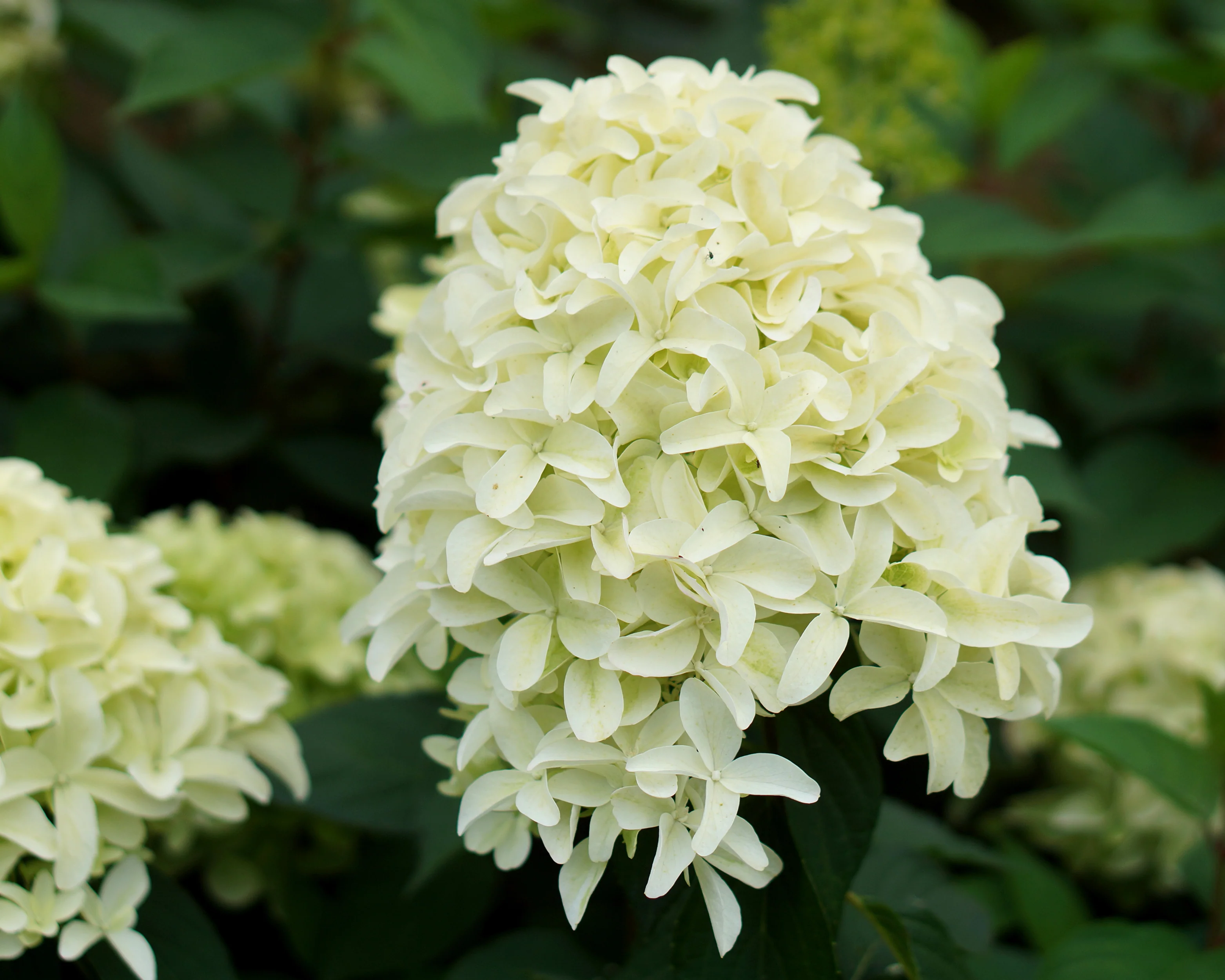 Hydrangea 'Skyfall' - Image 8