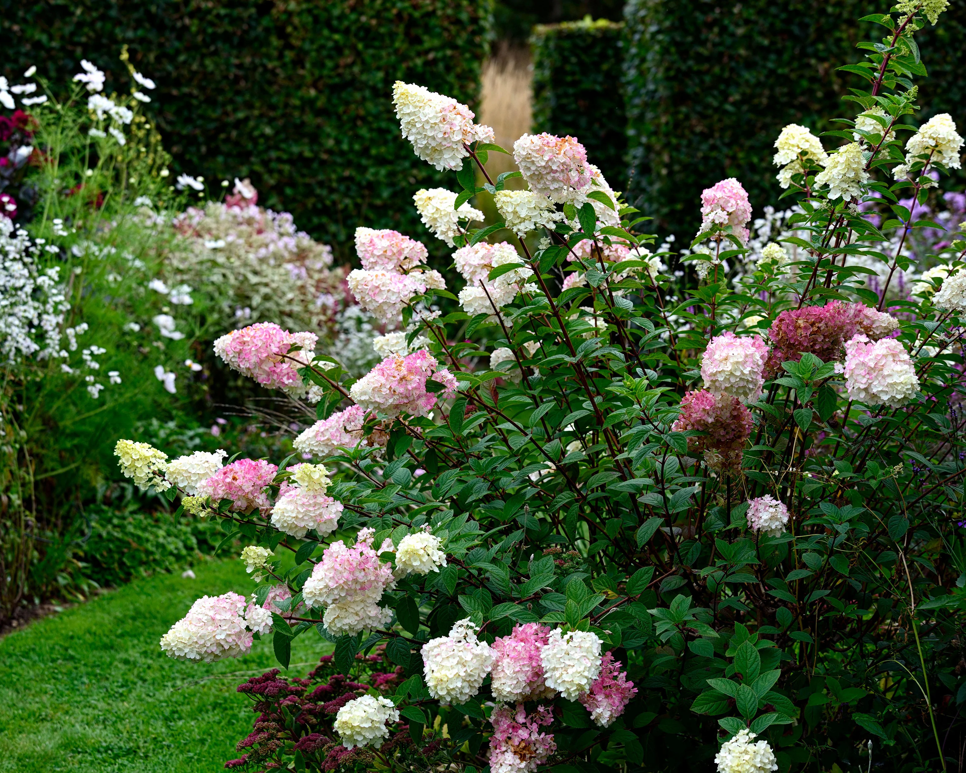 Hydrangea 'Vanille Fraise' - Image 12