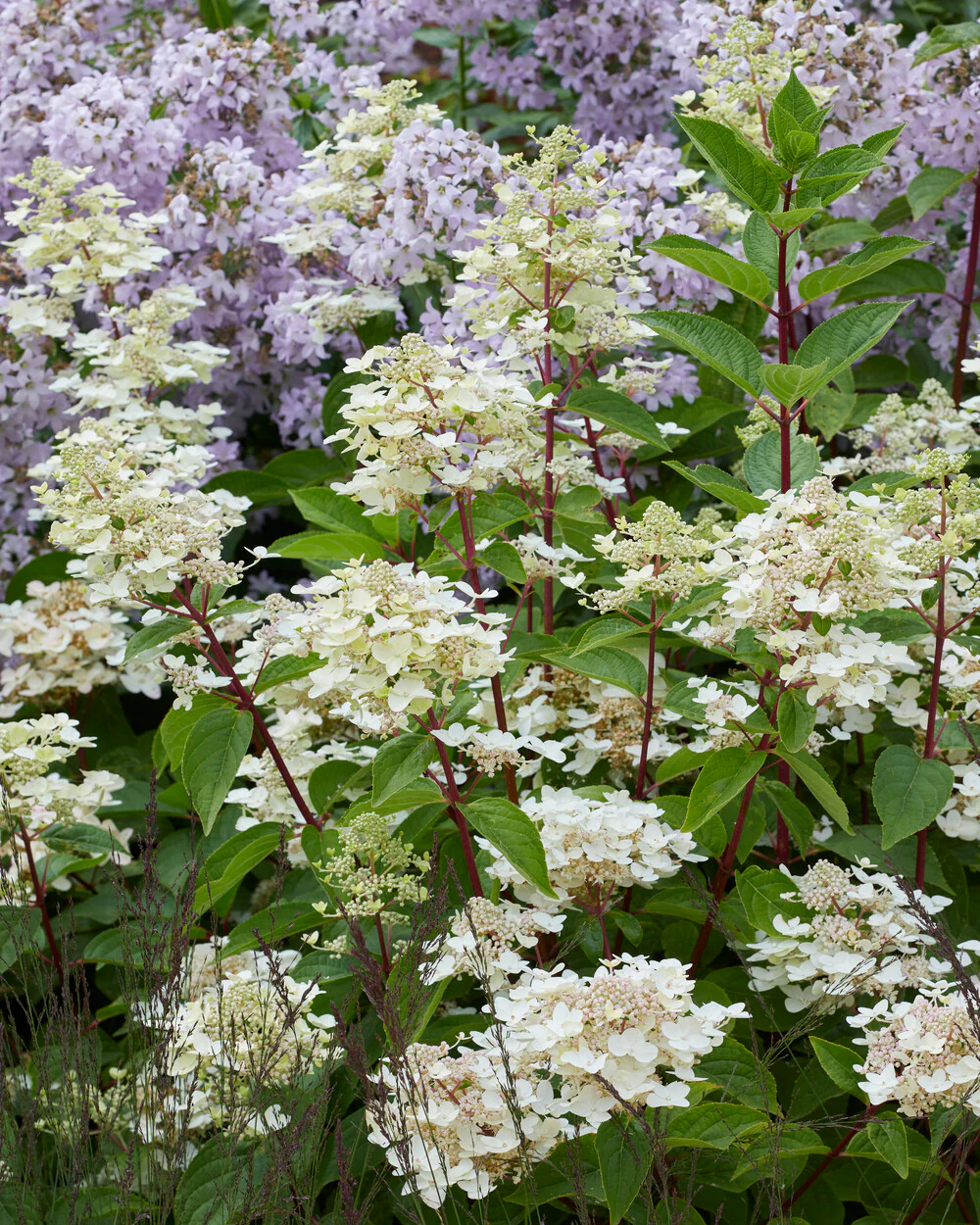 Hydrangea 'Wim's Red' - Image 2