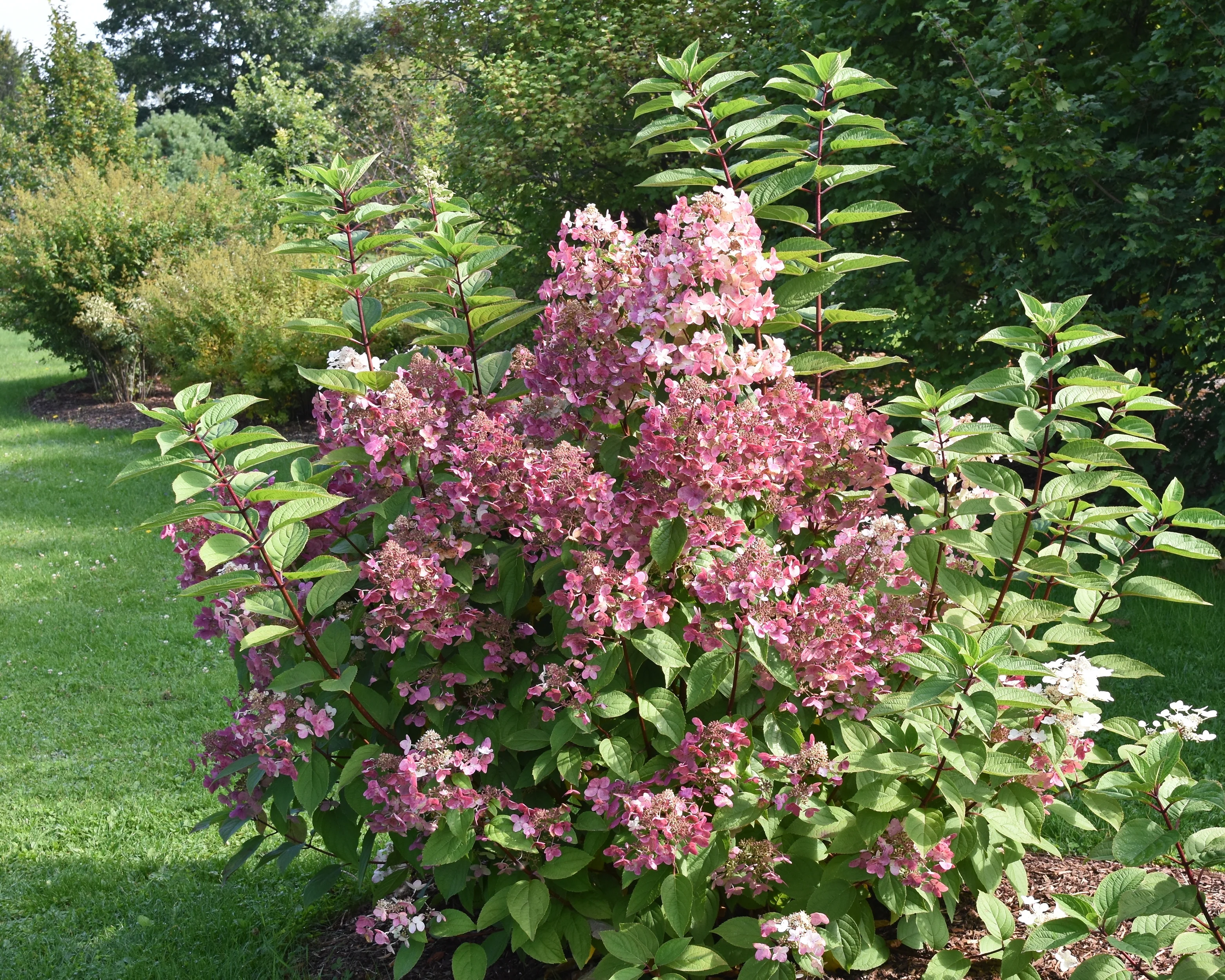 Hydrangea 'Wim's Red' - Image 3