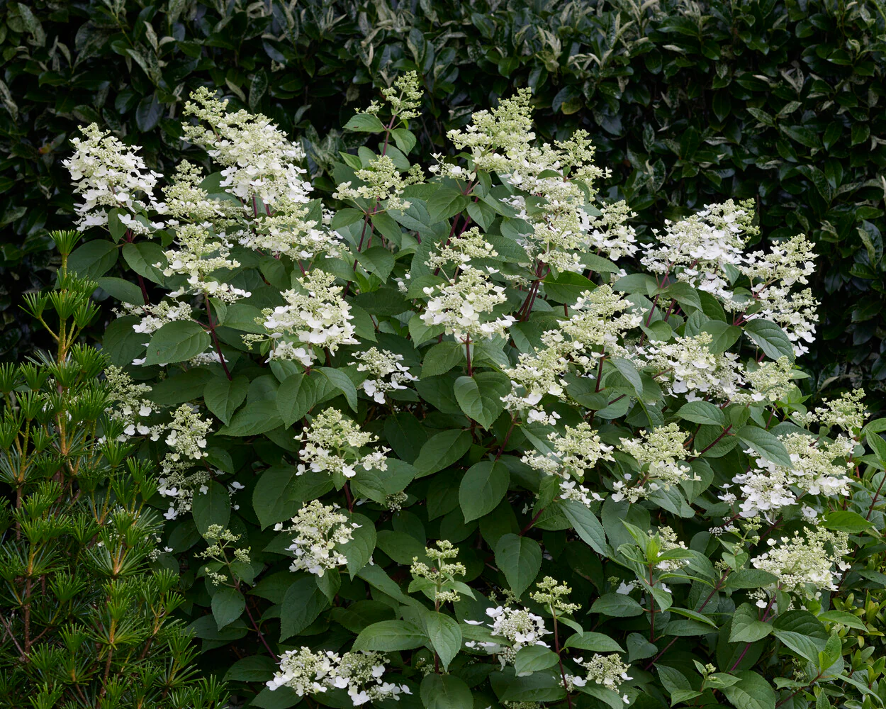 Hydrangea 'Wim's Red' - Image 4
