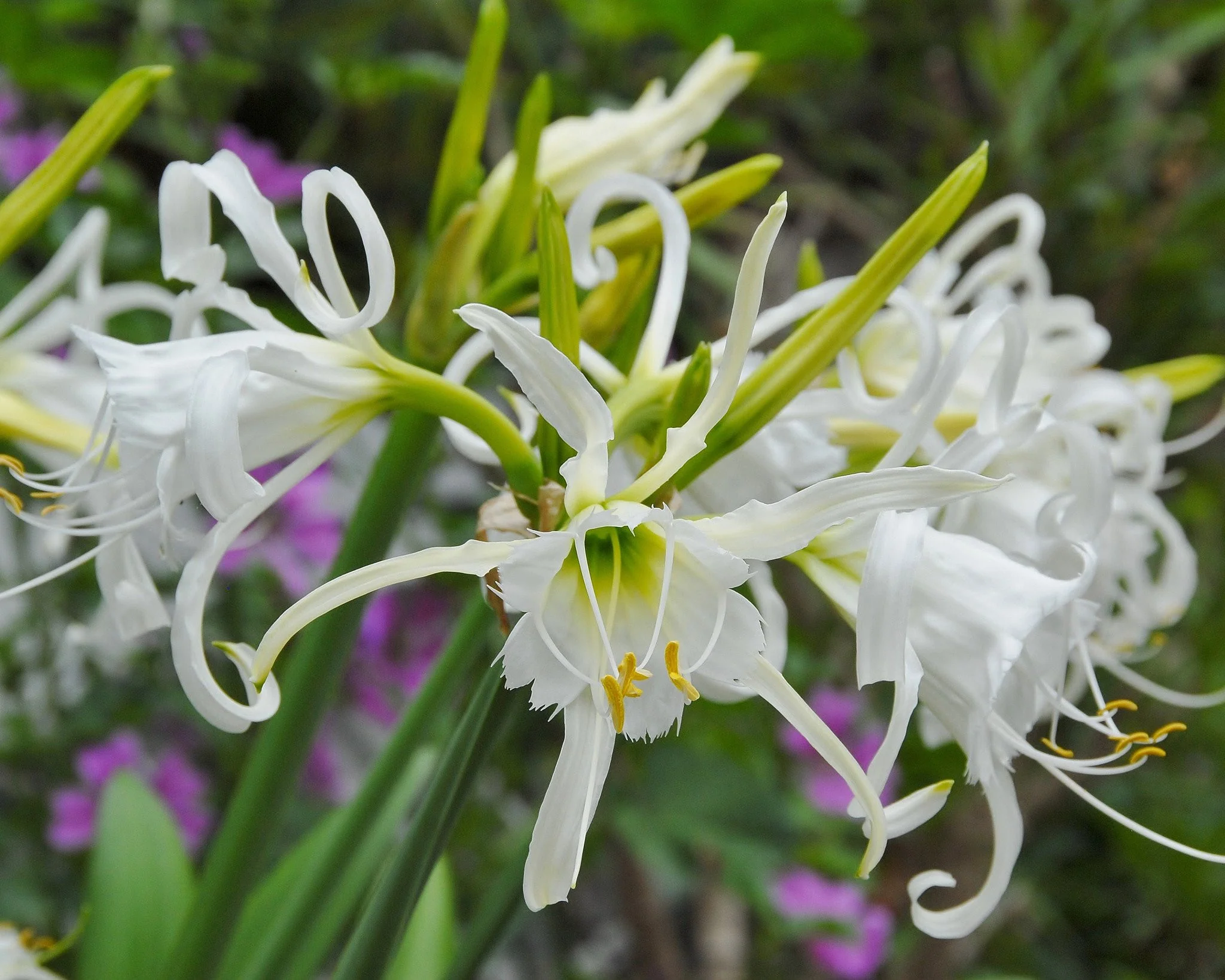 Hymenocallis × festalis 'Zwanenburg' - Image 4