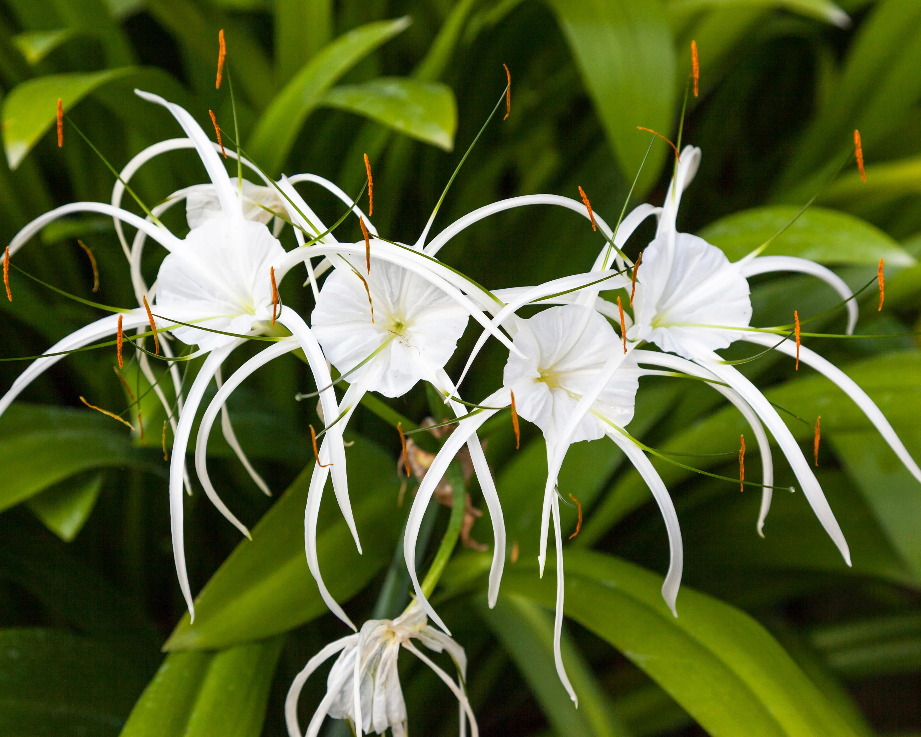 Hymenocallis littoralis - Image 2