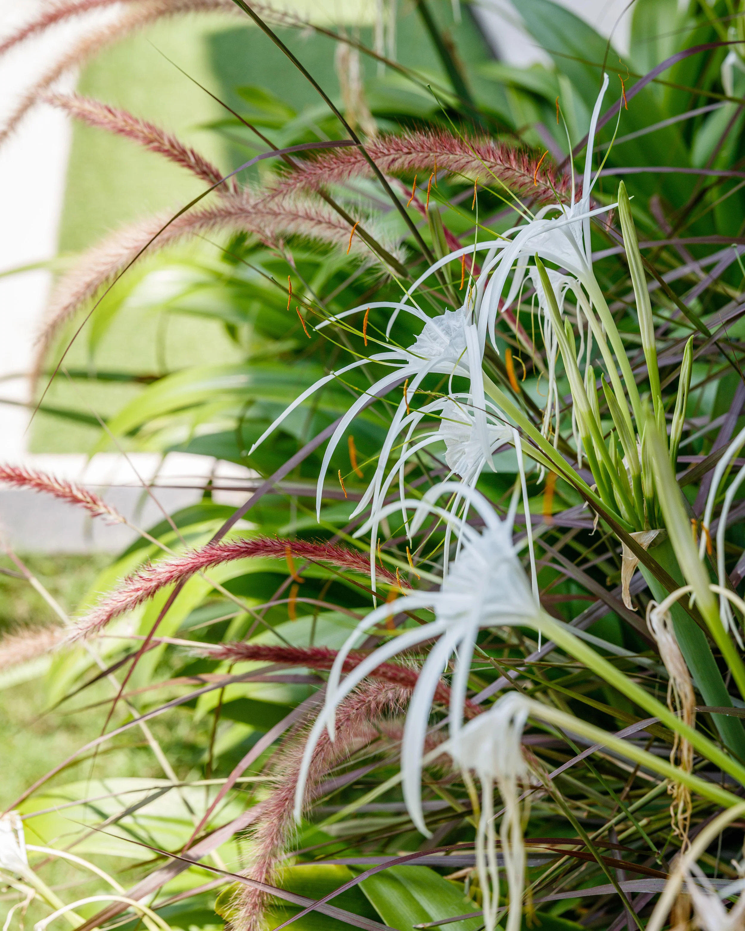 Hymenocallis littoralis - Image 3