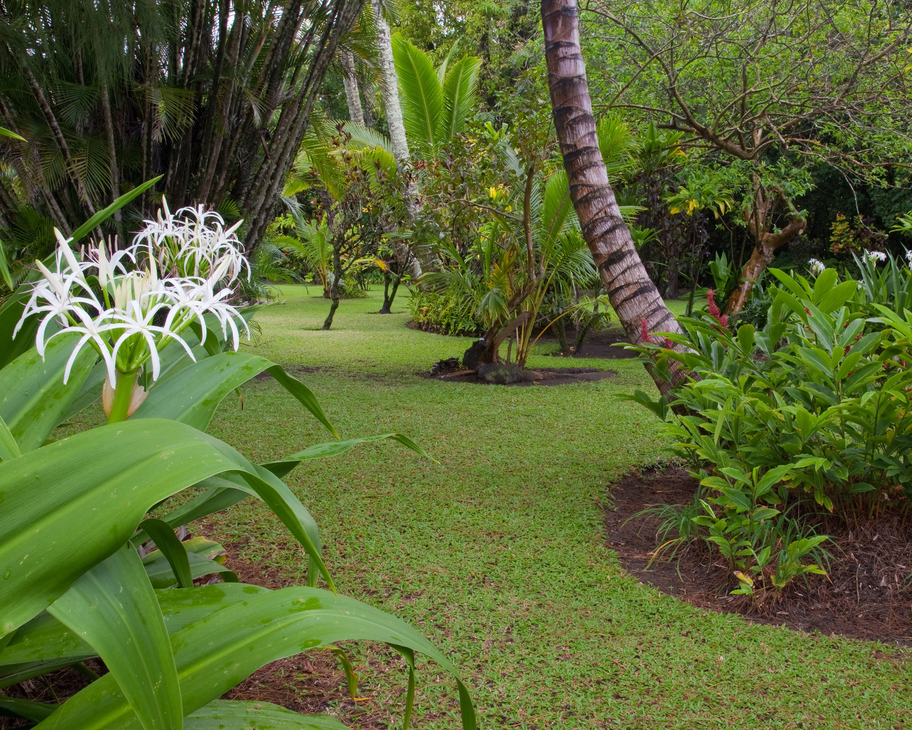 Hymenocallis littoralis - Image 4