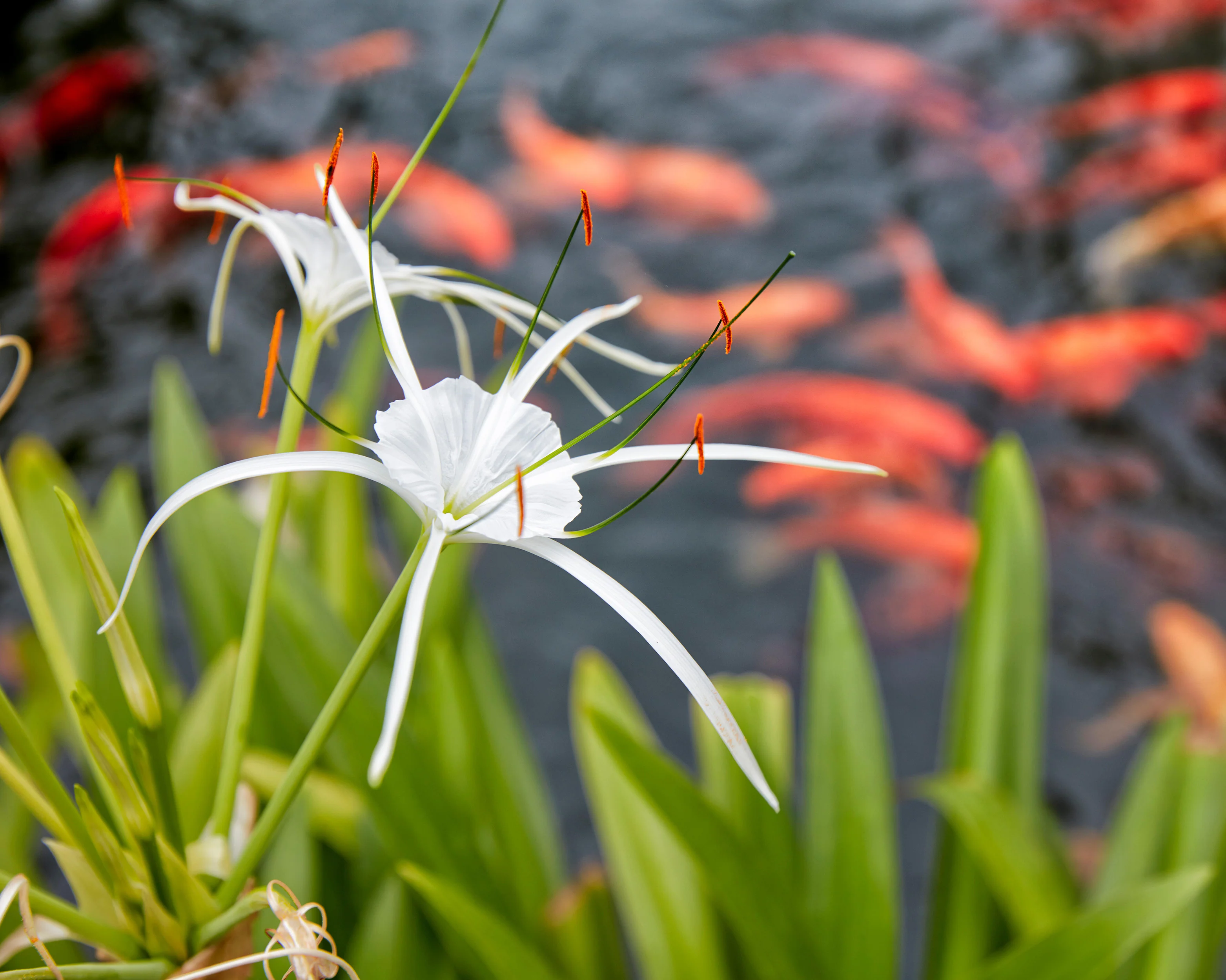 Hymenocallis littoralis - Image 5