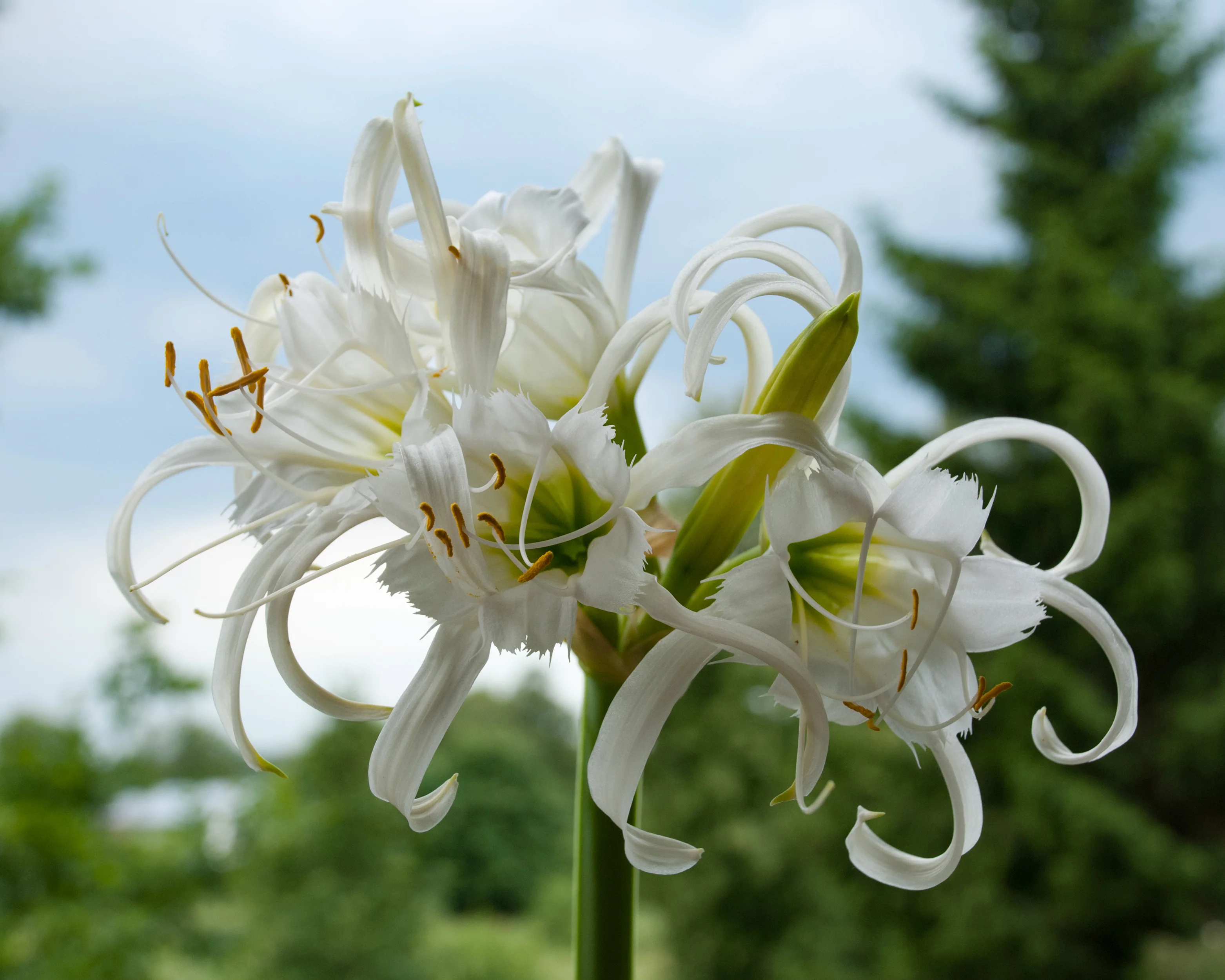 Hymenocallis × festalis 'XXL' - Image 2