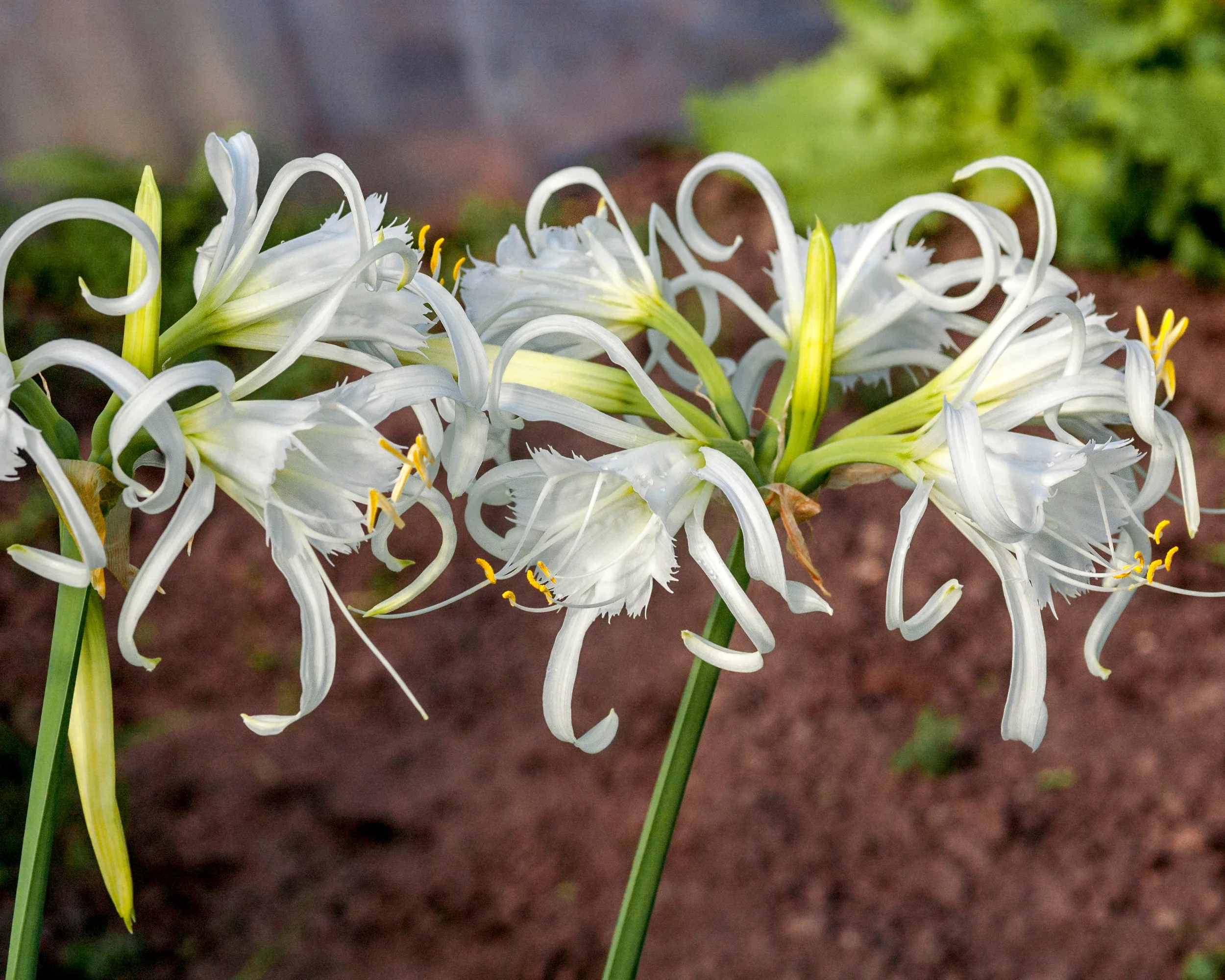 Hymenocallis × festalis 'XXL' - Image 3