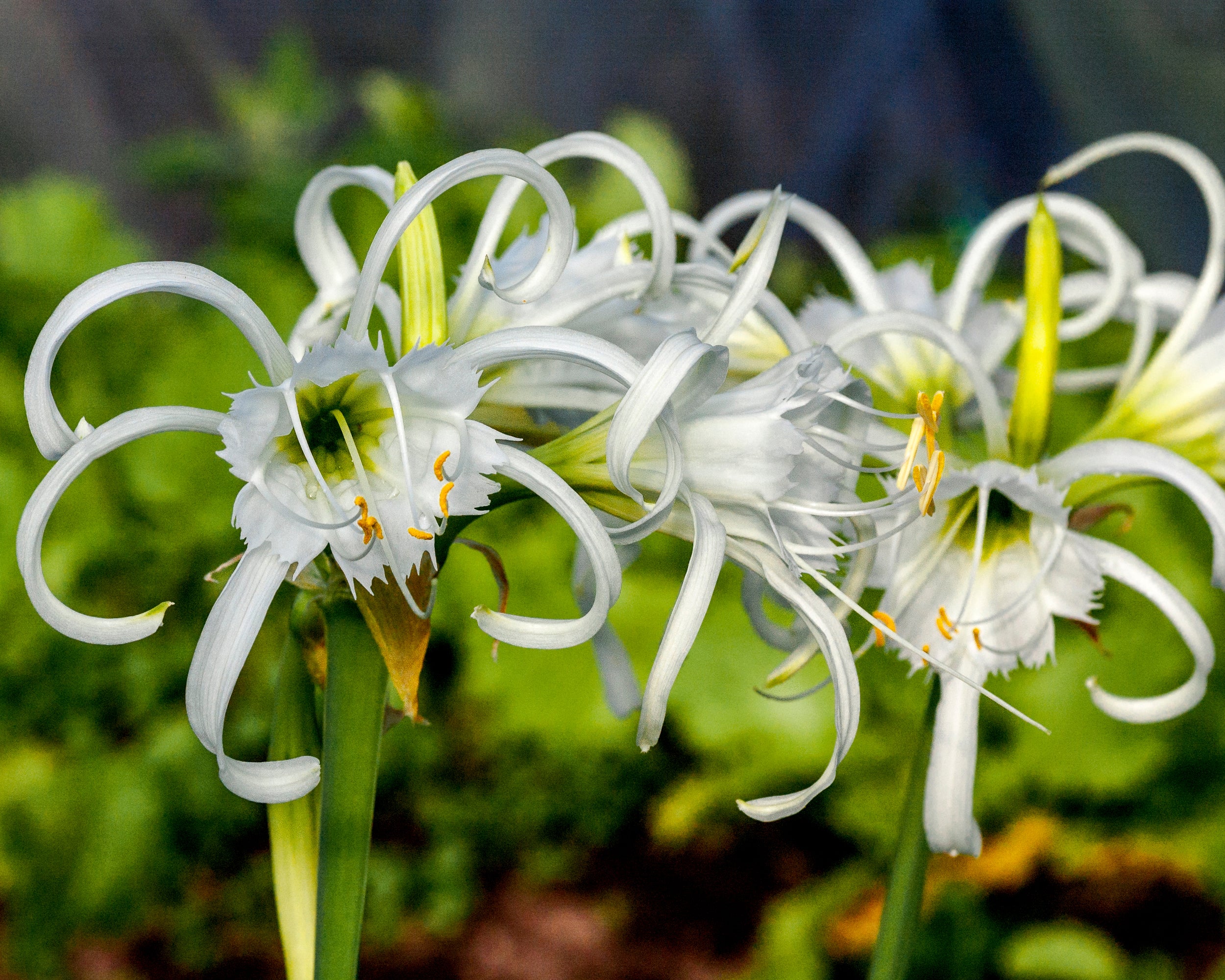 Hymenocallis × festalis 'XXL' - Image 4