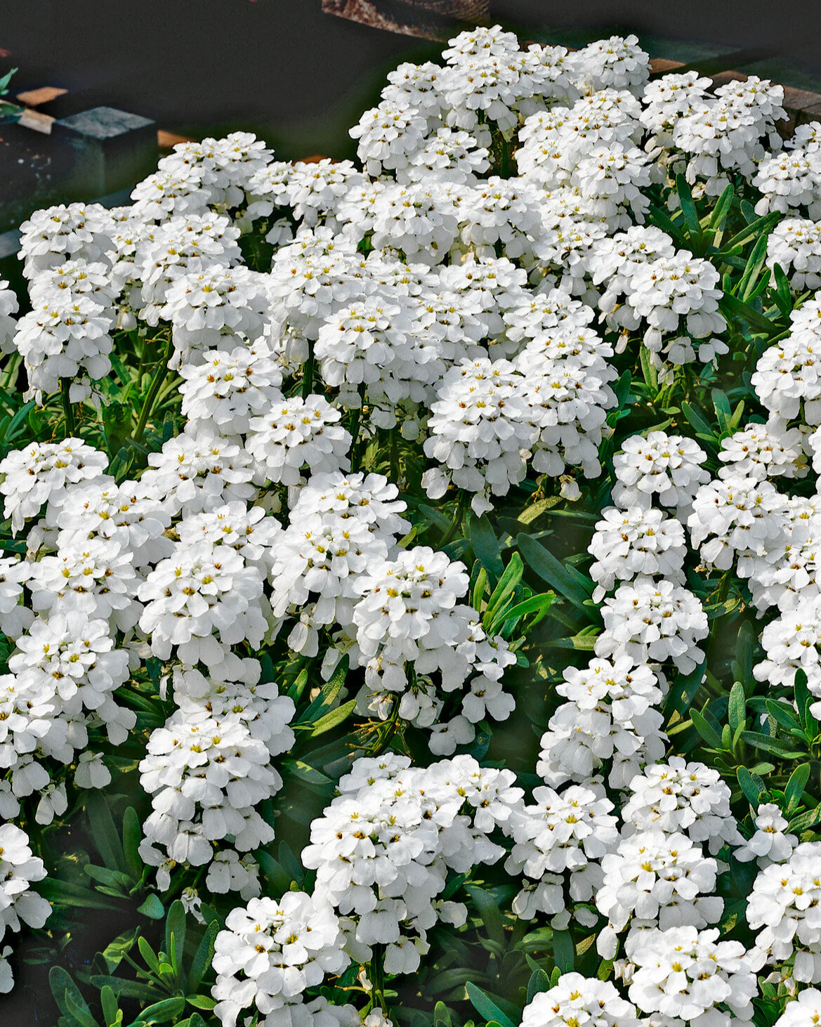 Iberis 'Snowflake' - Image 2