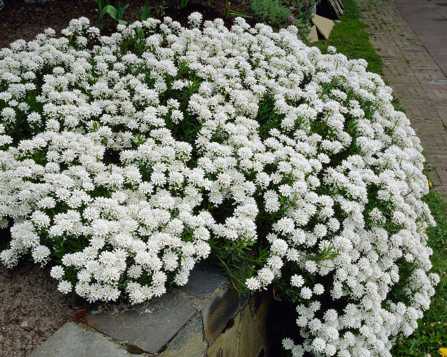Iberis 'Snowflake' - Image 3