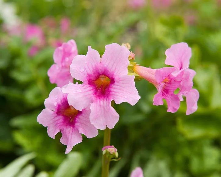 Incarvillea delavayi - Image 7