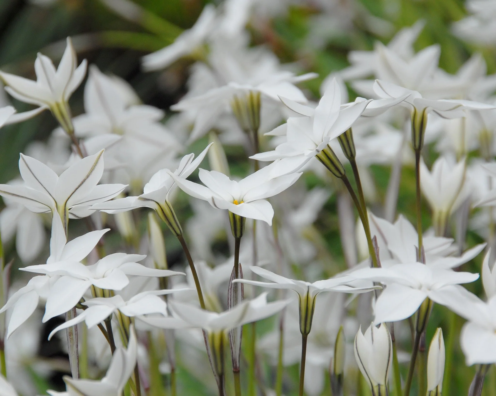 Ipheion 'Alberto Castillo' - Image 3