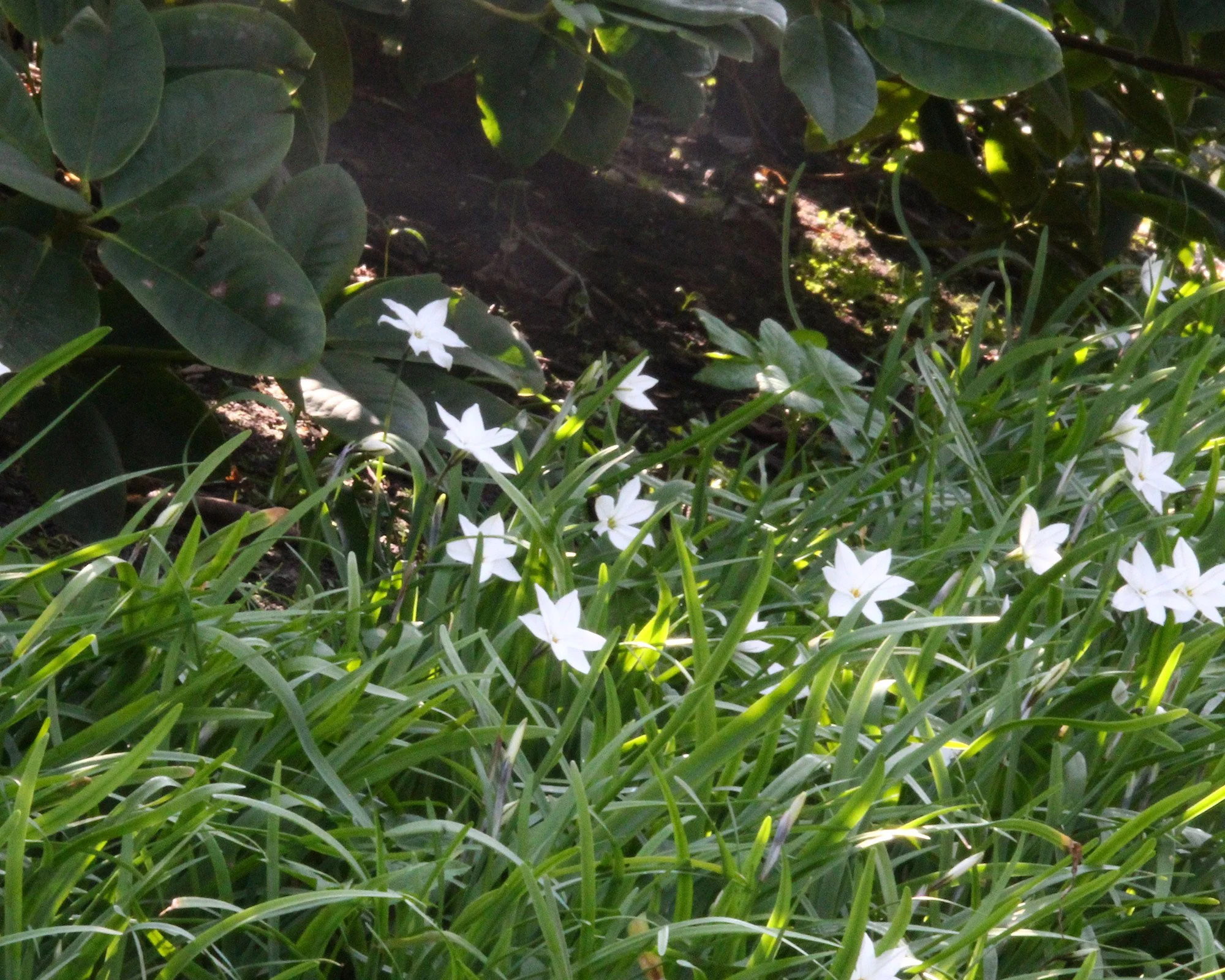 Ipheion 'Alberto Castillo' - Image 4