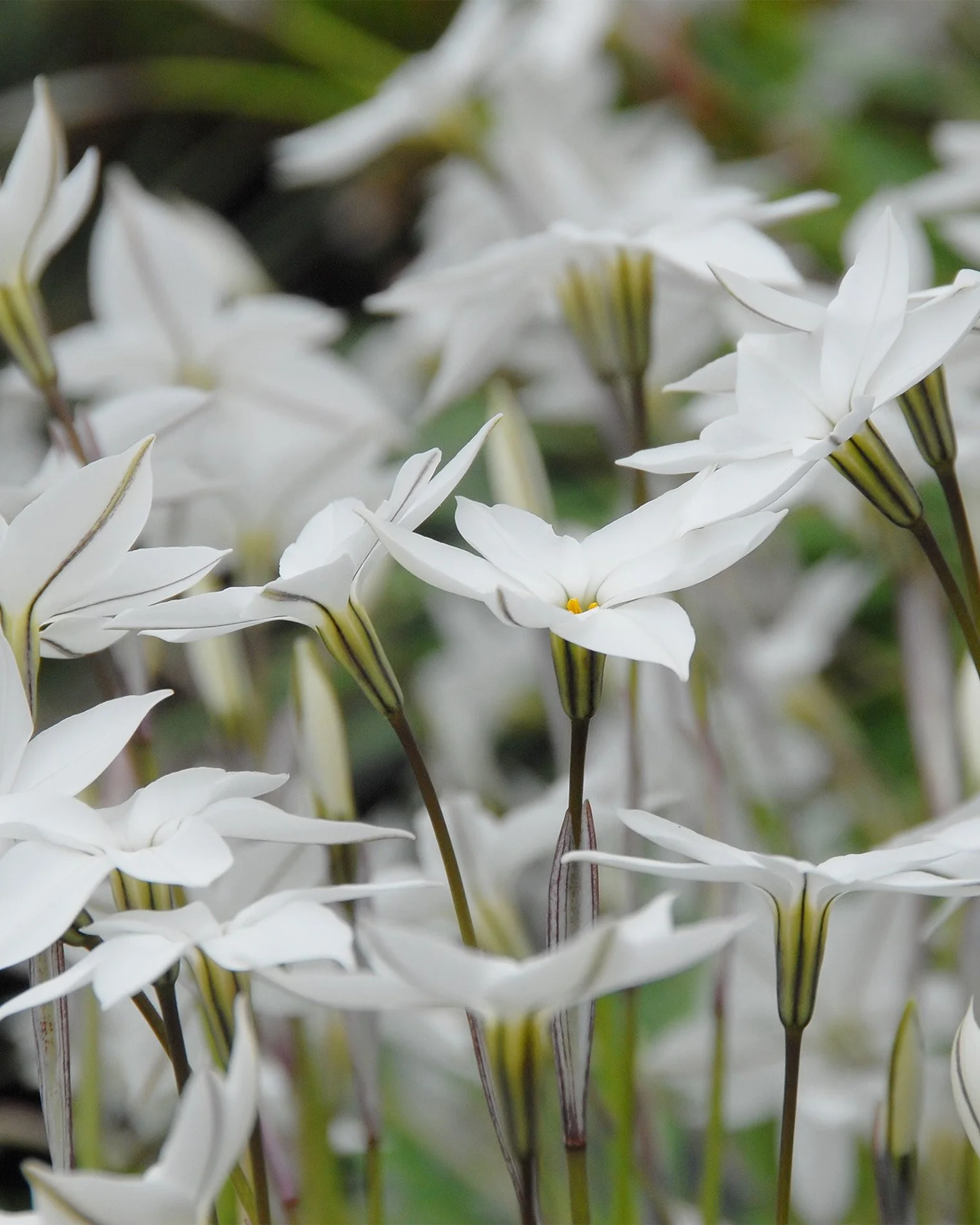 Ipheion 'Alberto Castillo' - Image 5